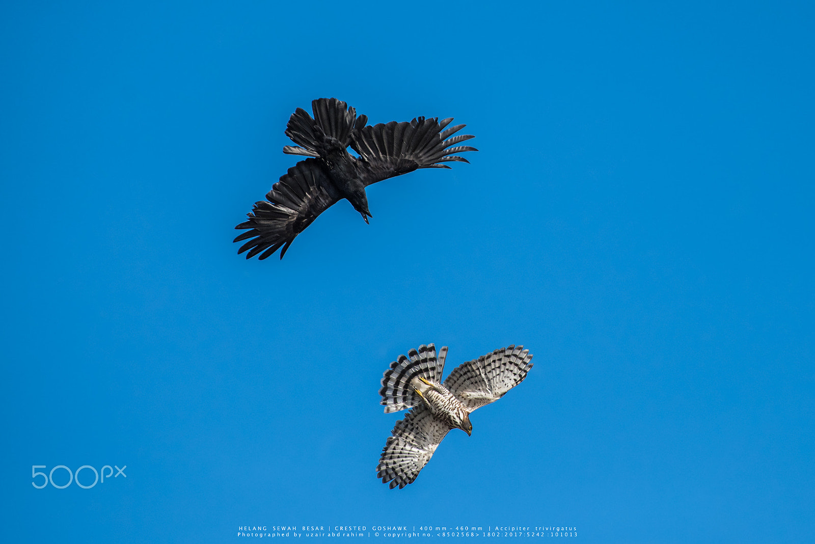 Nikon D810 + Nikon AF-S Nikkor 300mm F2.8G ED VR II sample photo. Crested goshawk vs large-billed crow photography