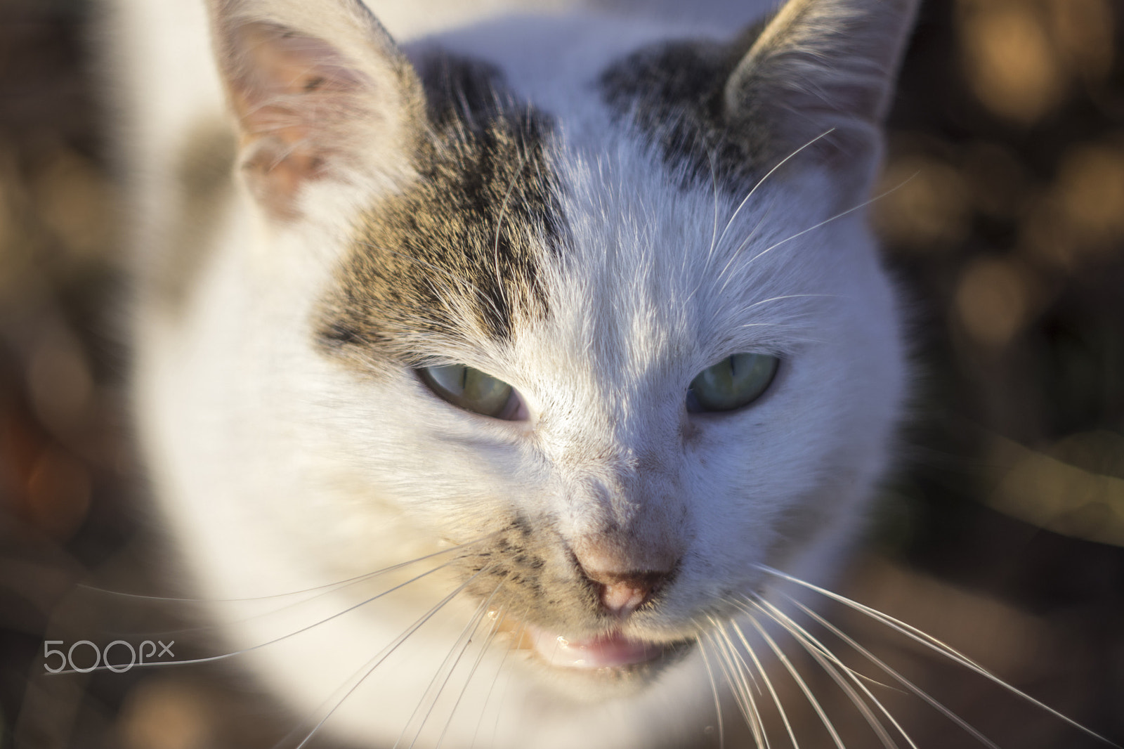 Canon EF 35-80mm f/4-5.6 sample photo. Pussy cat photography
