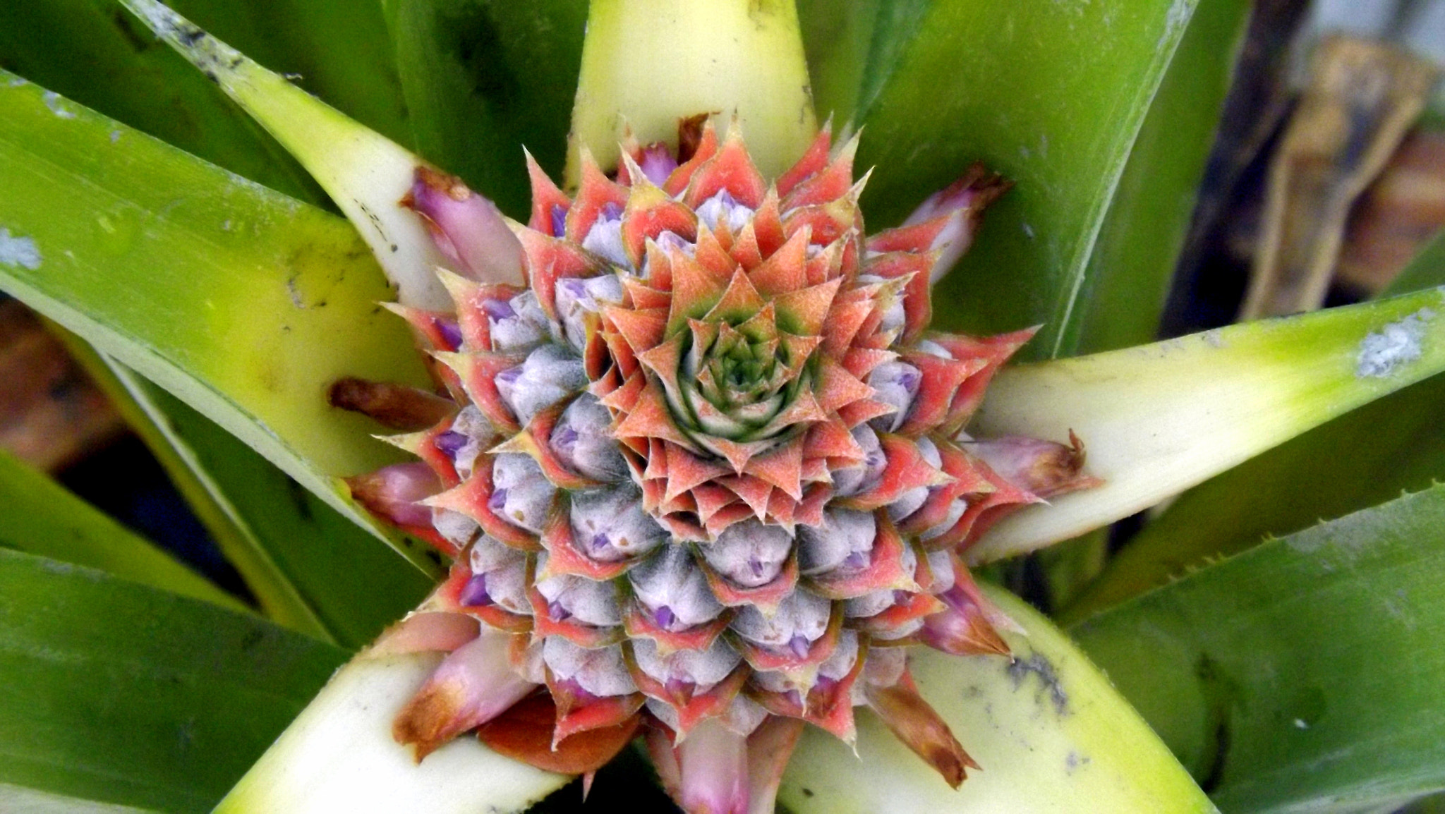 Fujifilm FinePix SL300 sample photo. Pineapple photography