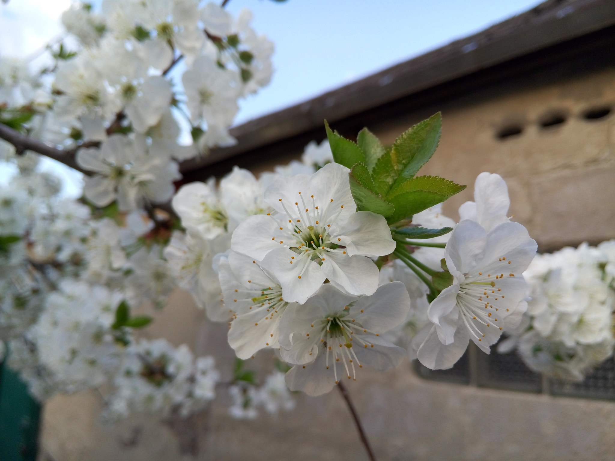Meizu MX4 sample photo. 3 photography