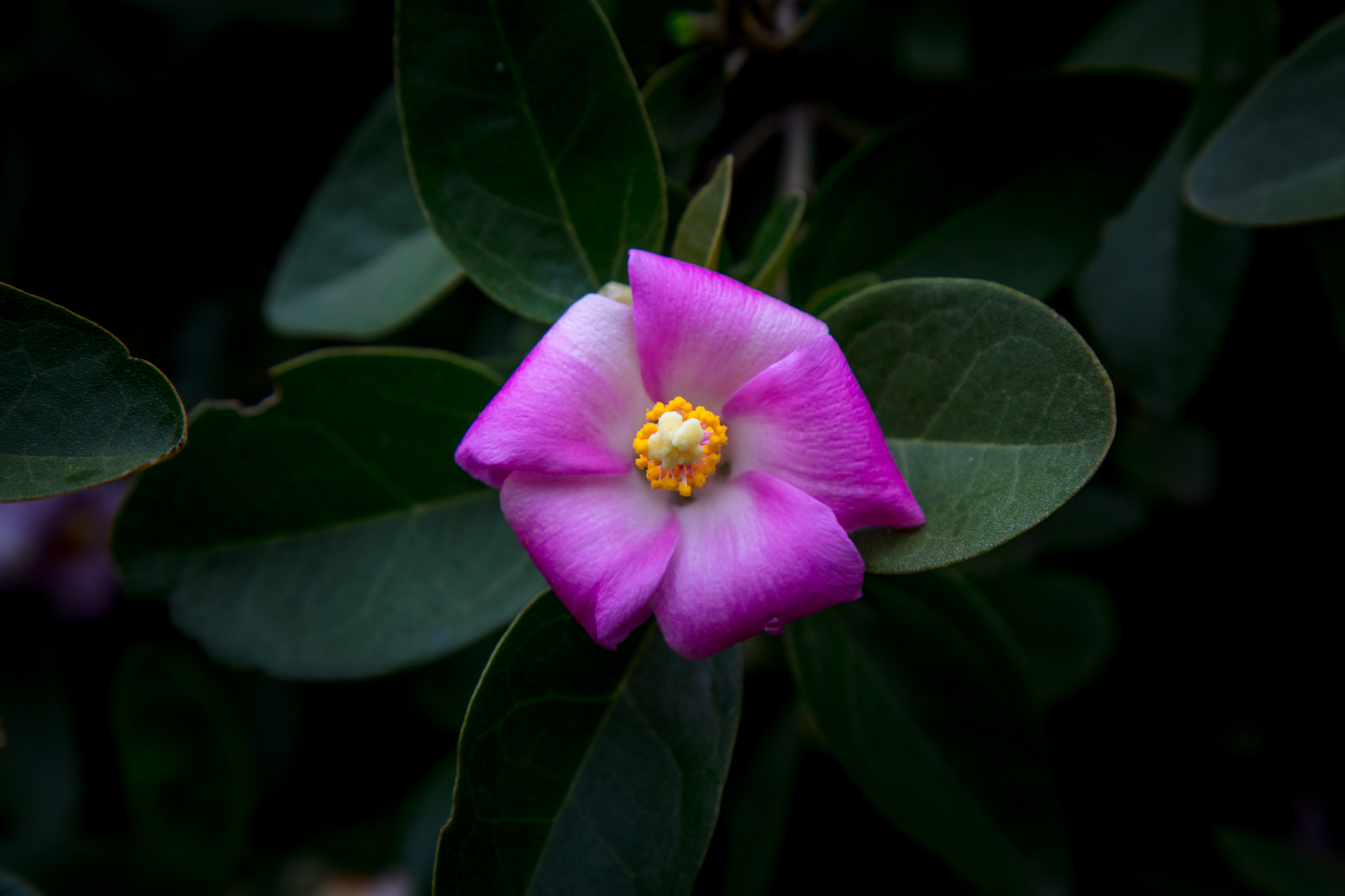 Canon EOS 5DS + Canon EF 24-105mm F4L IS USM sample photo. Flower photography