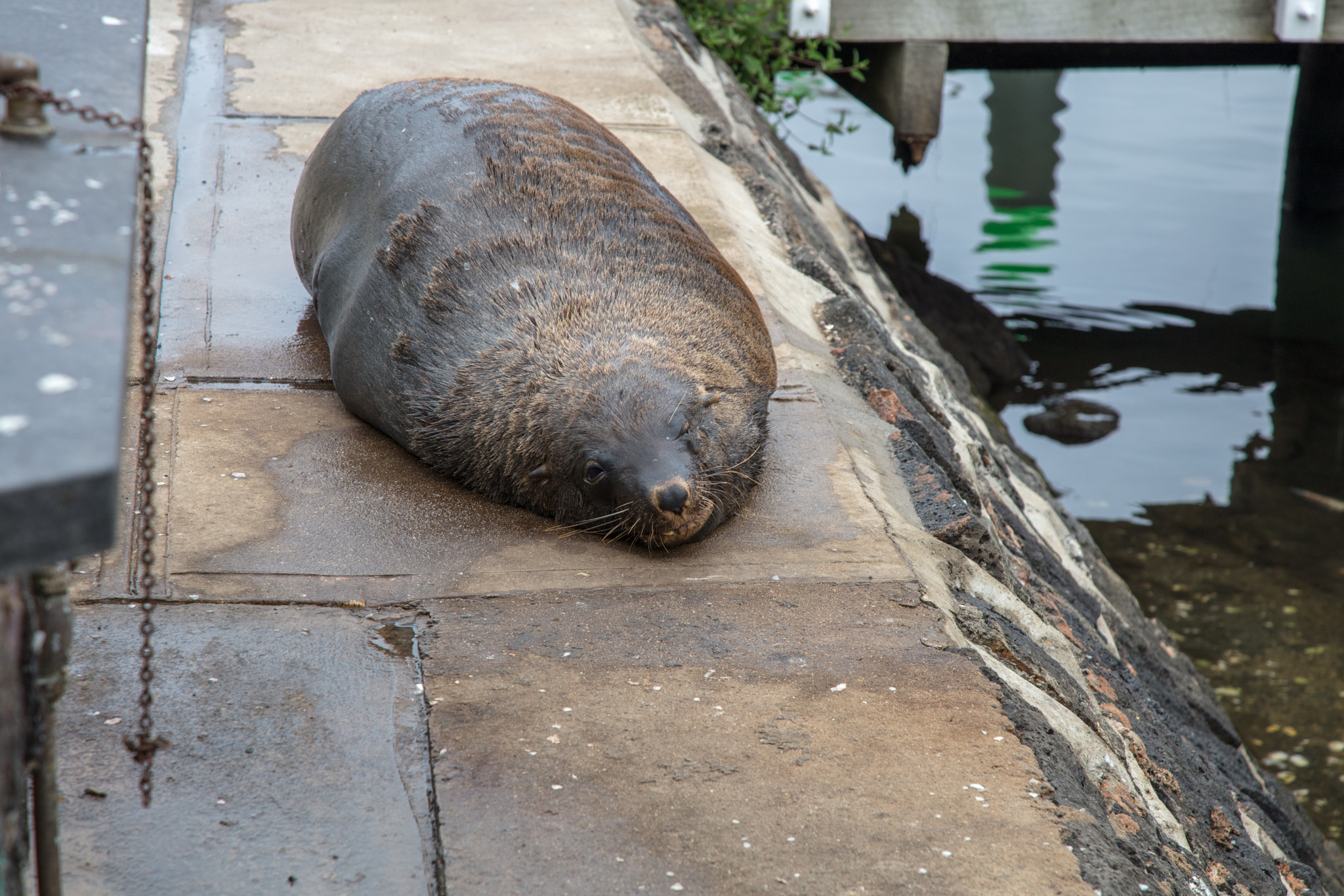 Canon EOS 5DS sample photo. Port fairy fur seal photography