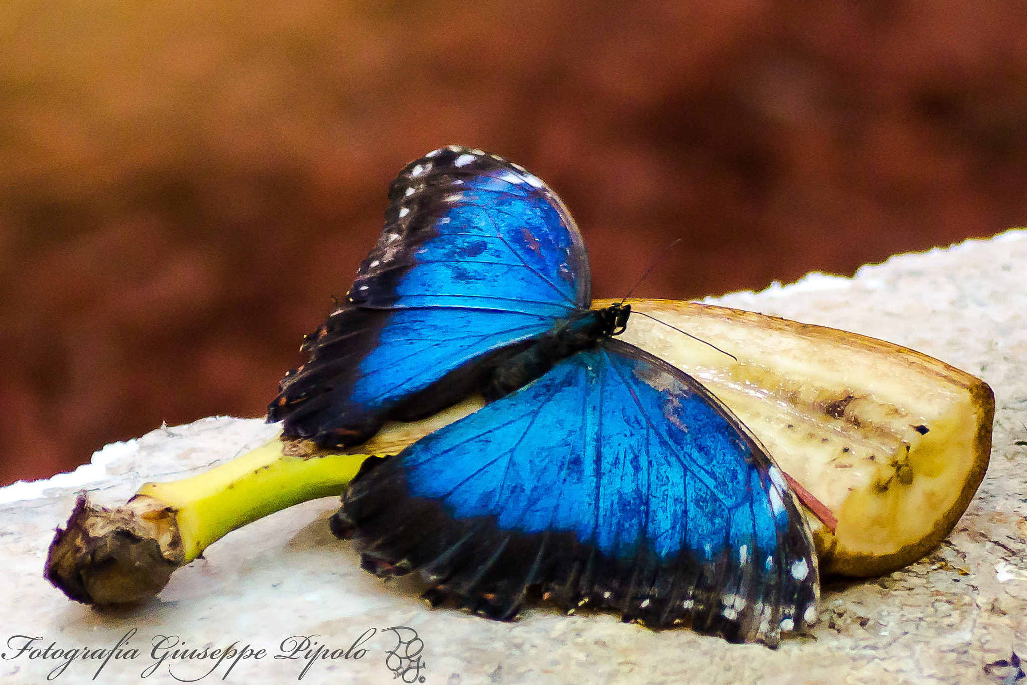 Sony SLT-A77 + Tamron SP AF 90mm F2.8 Di Macro sample photo. Morpho peleides photography