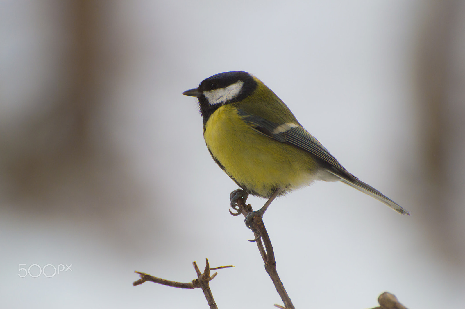 Nikon D3200 sample photo. Great tit - sýkorka veľká photography