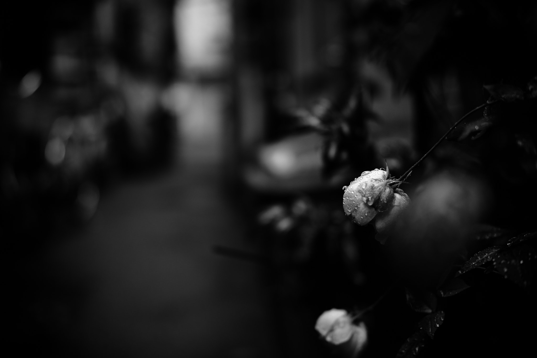Fujifilm X-E2 + Fujifilm XF 35mm F2 R WR sample photo. Flower photography