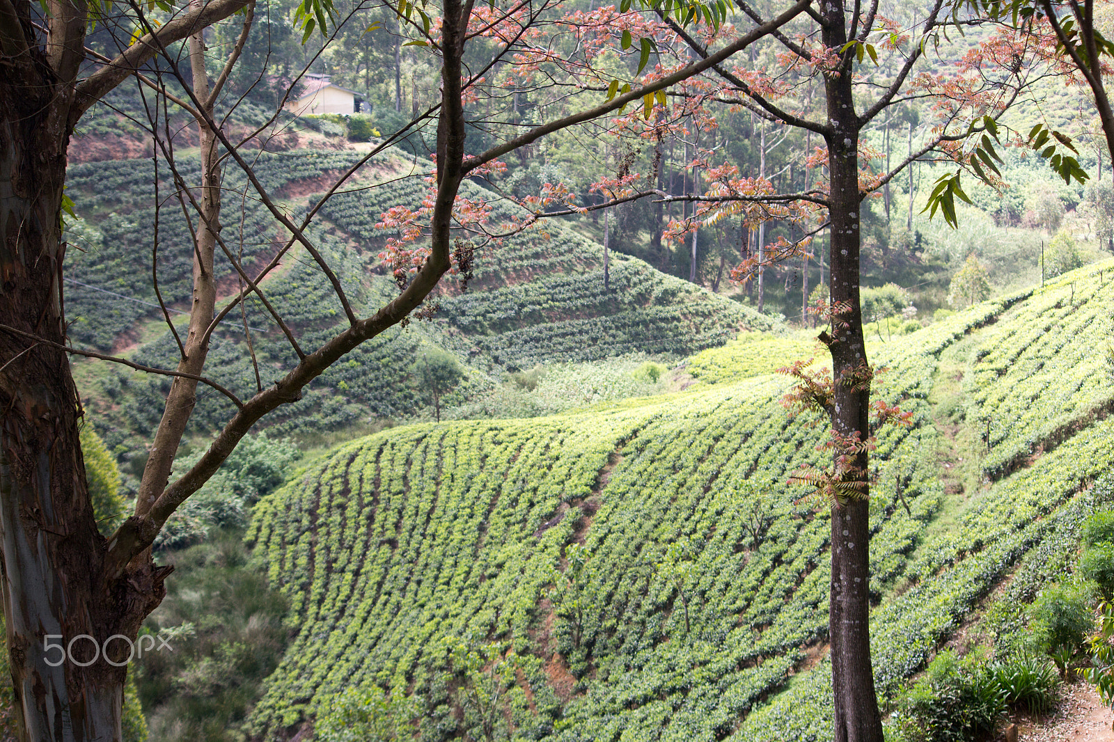 Canon EF-S 55-250mm F4-5.6 IS sample photo. Amazing sri lanka photography