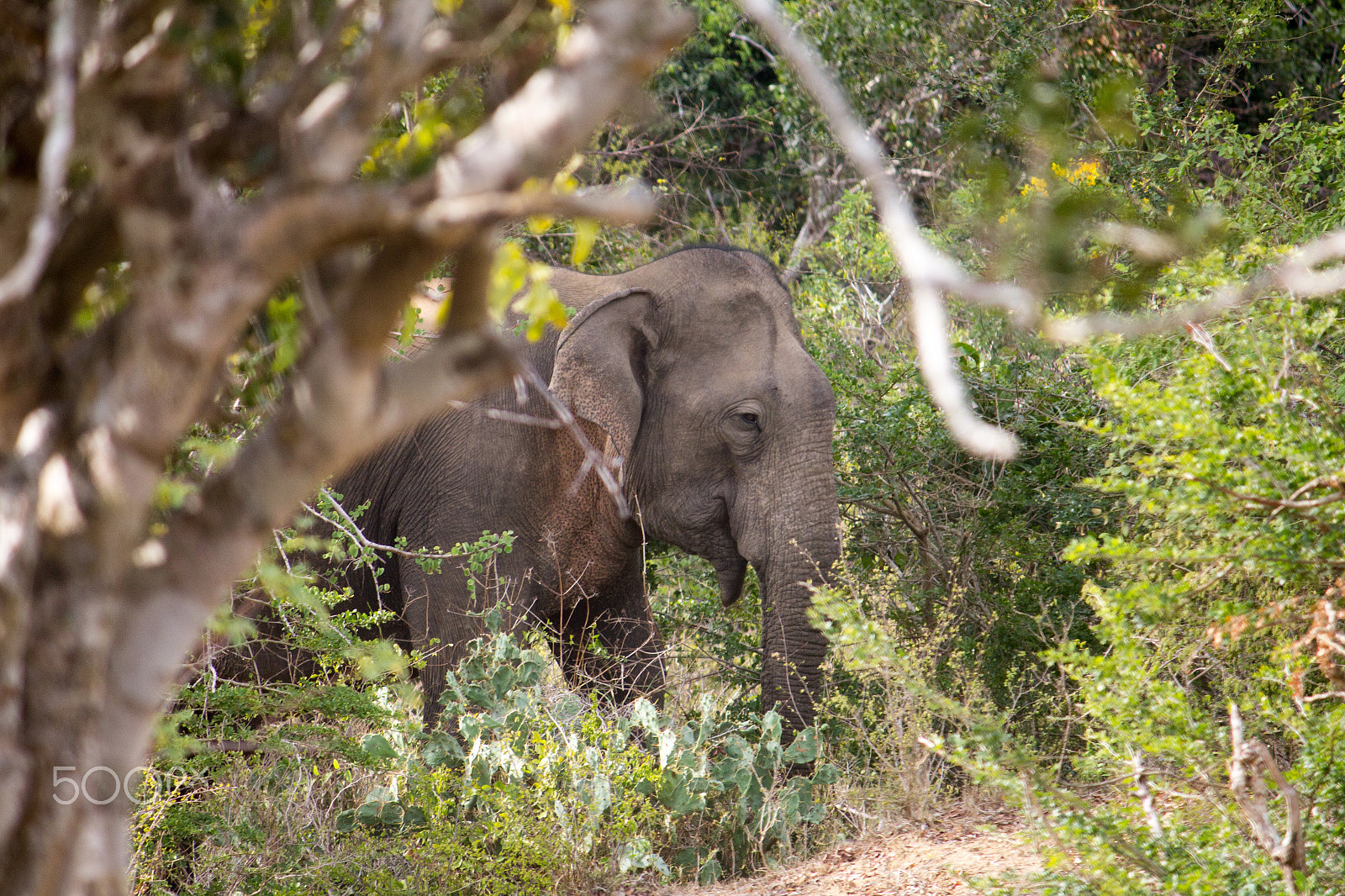 Canon EF-S 55-250mm F4-5.6 IS sample photo. Amazing sri lanka photography