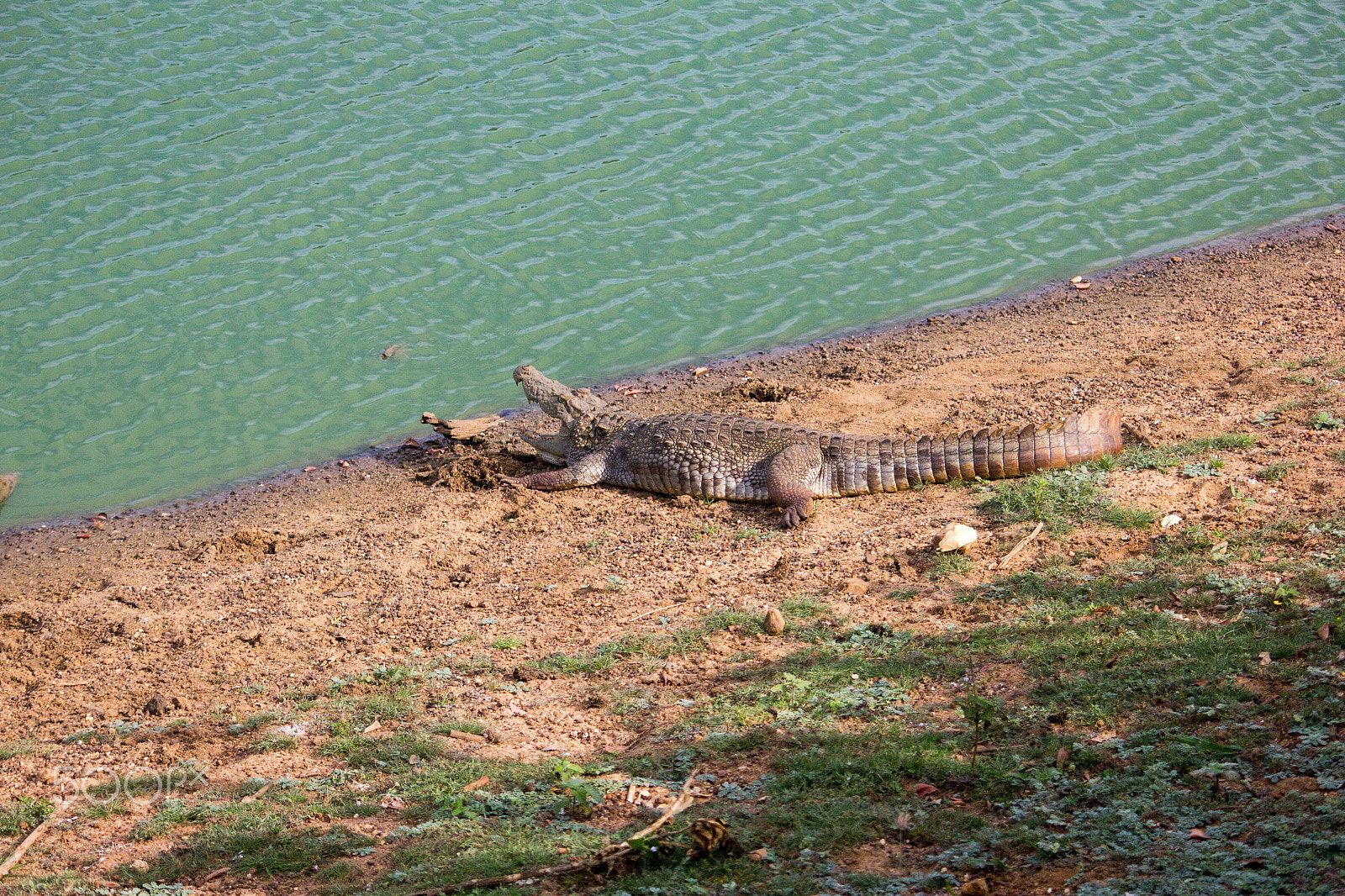 Canon EF-S 55-250mm F4-5.6 IS sample photo. Amazing sri lanka photography