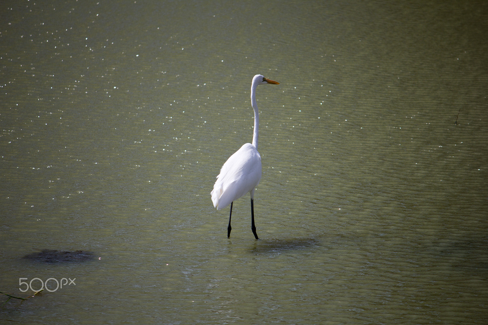 Canon EF-S 55-250mm F4-5.6 IS sample photo. Amazing sri lanka photography