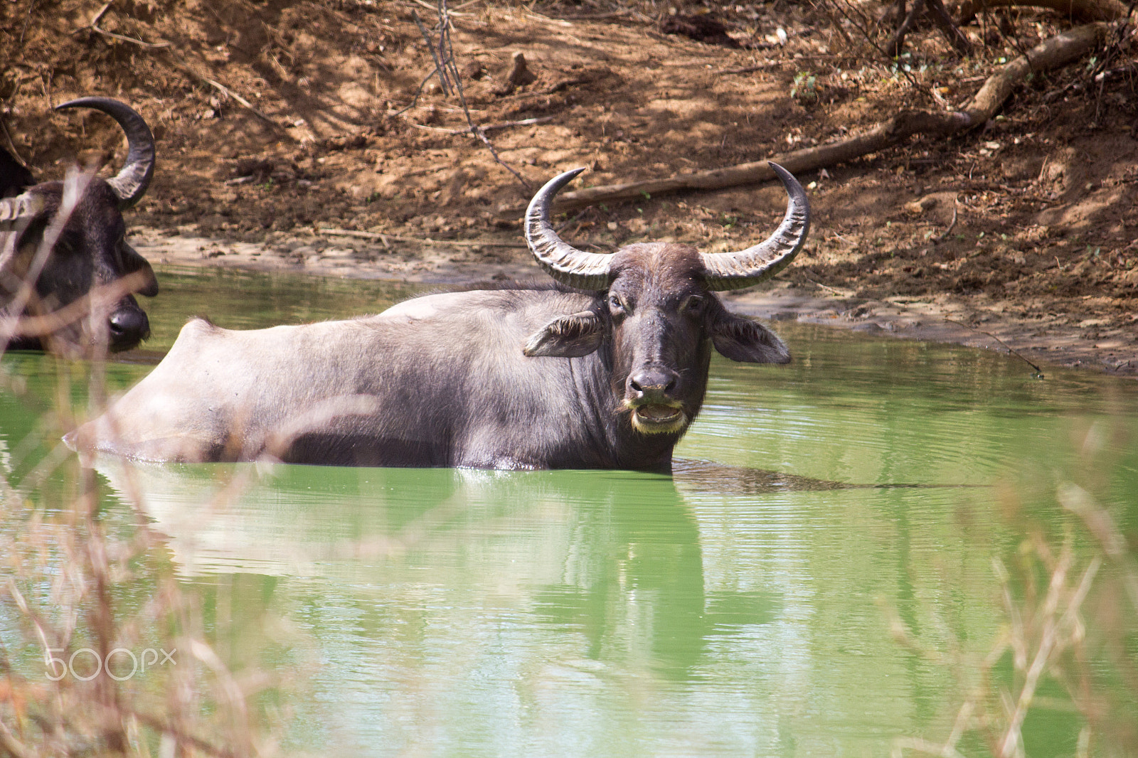 Canon EF-S 55-250mm F4-5.6 IS sample photo. Amazing sri lanka photography