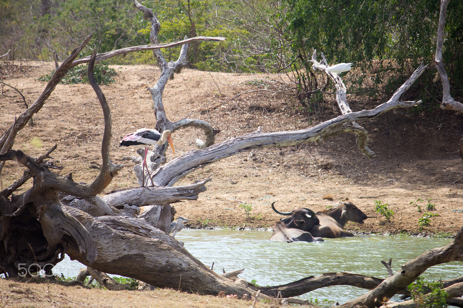 Canon EF-S 55-250mm F4-5.6 IS sample photo. Amazing sri lanka photography