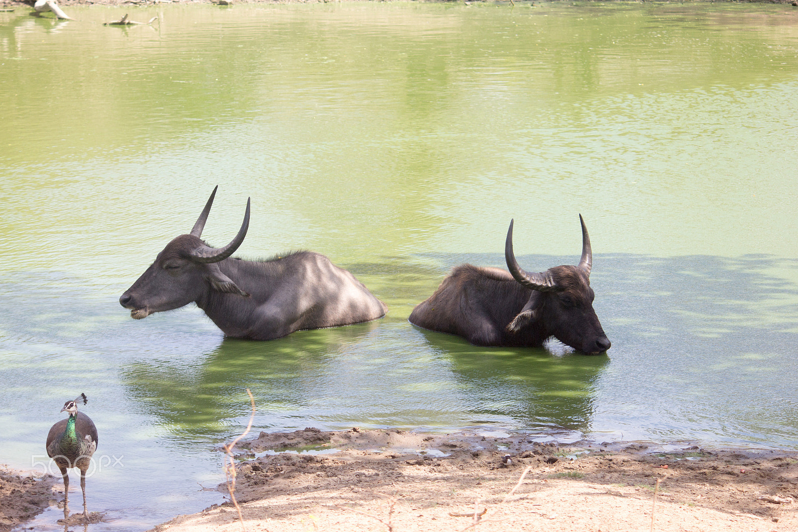 Canon EF-S 55-250mm F4-5.6 IS sample photo. Amazing sri lanka photography