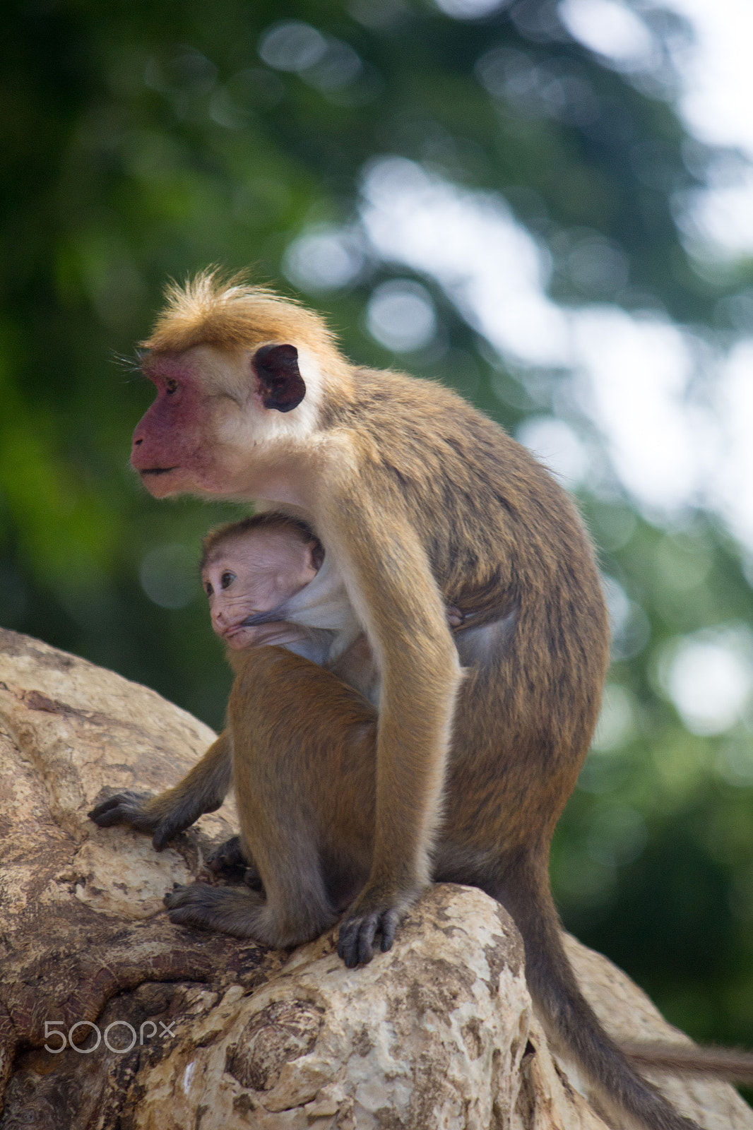 Canon EF-S 55-250mm F4-5.6 IS sample photo. Amazing sri lanka photography