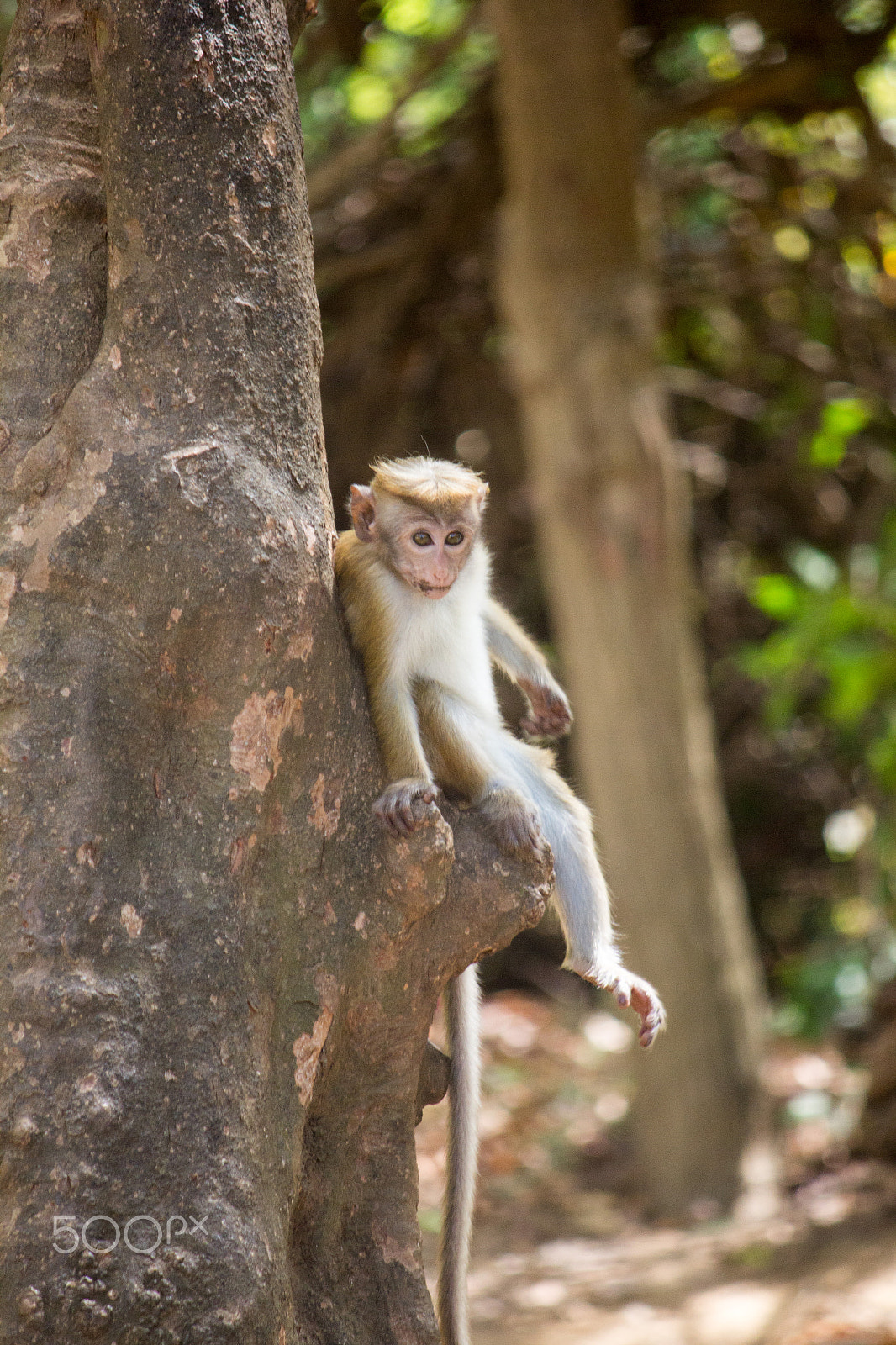 Canon EF-S 55-250mm F4-5.6 IS sample photo. Amazing sri lanka photography