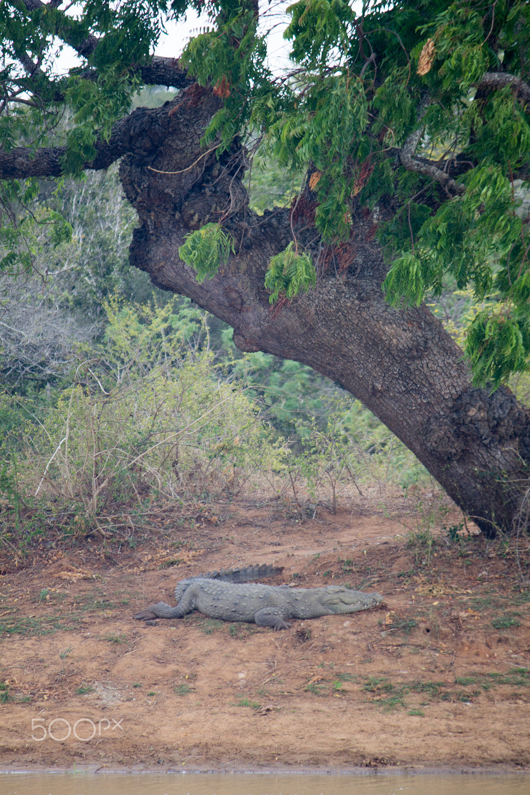 Canon EF-S 55-250mm F4-5.6 IS sample photo. Amazing sri lanka photography