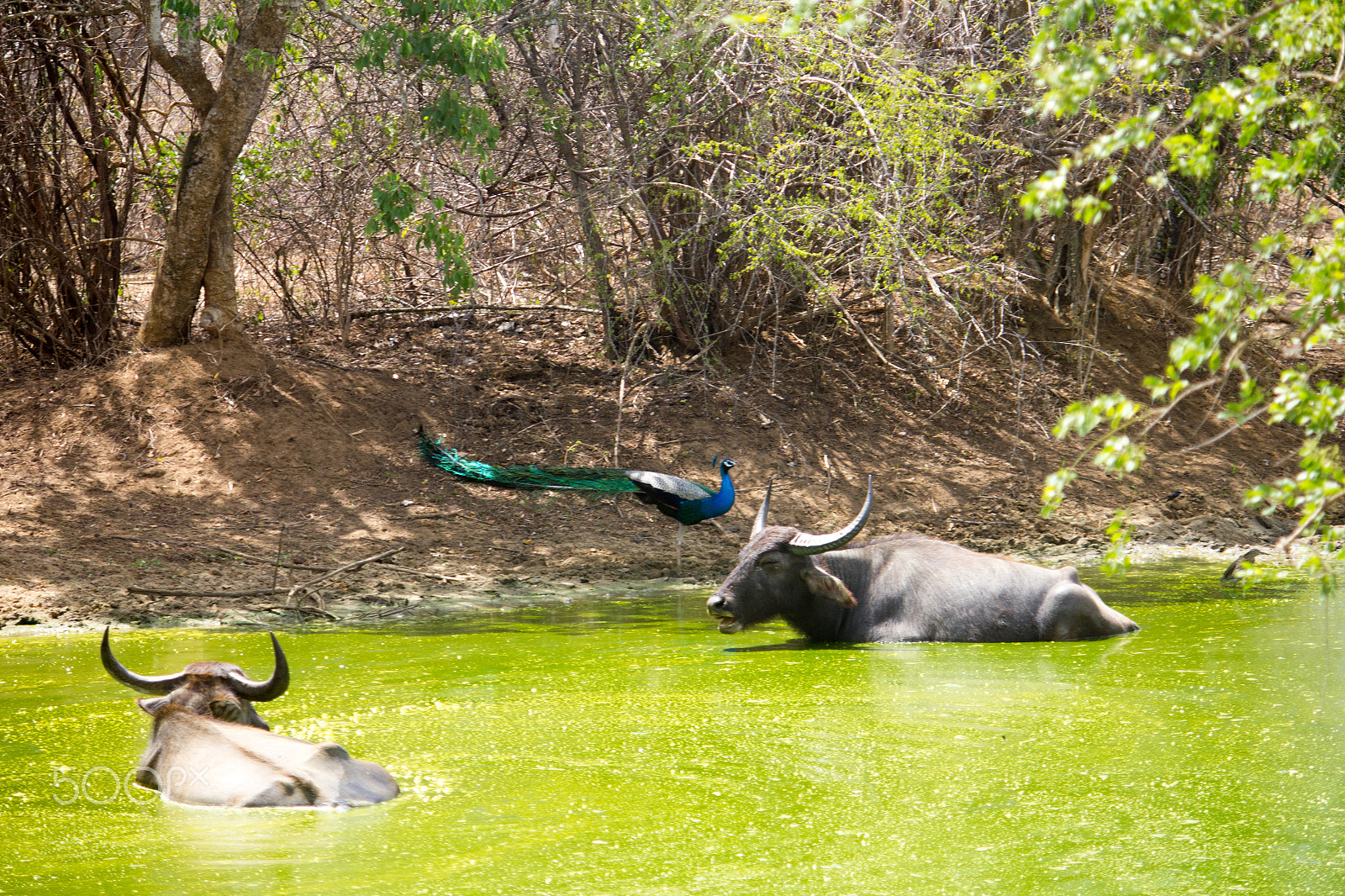 Canon EF-S 55-250mm F4-5.6 IS sample photo. Amazing sri lanka photography