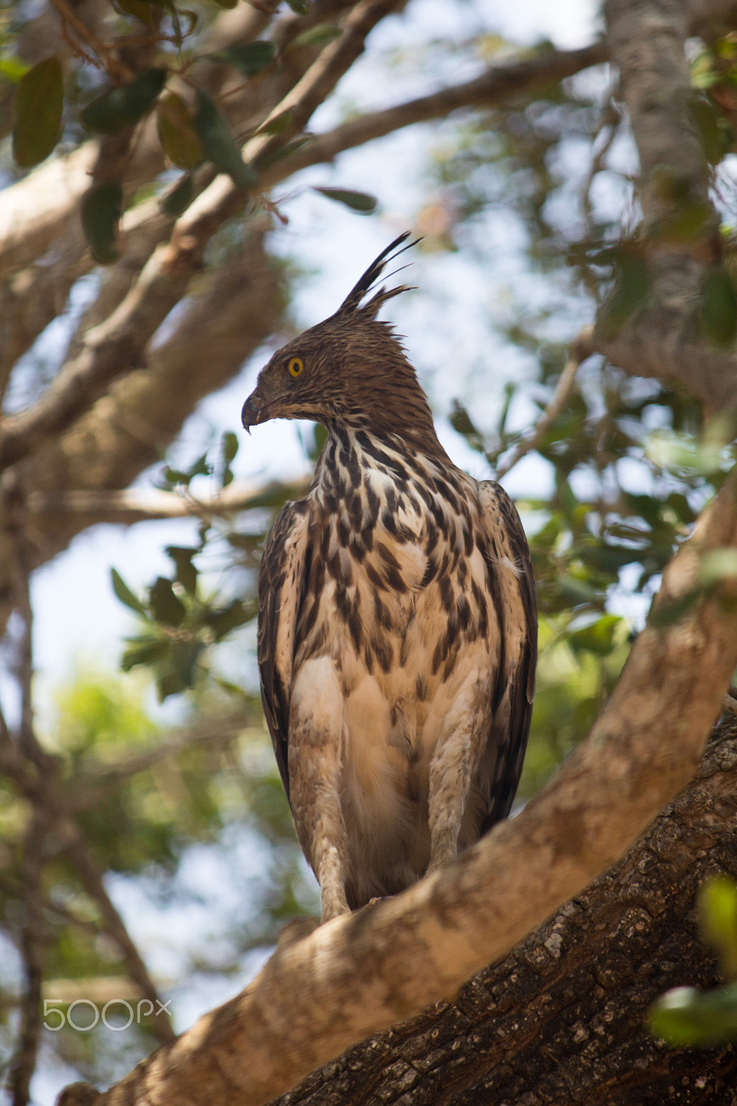 Canon EF-S 55-250mm F4-5.6 IS sample photo. Amazing sri lanka photography