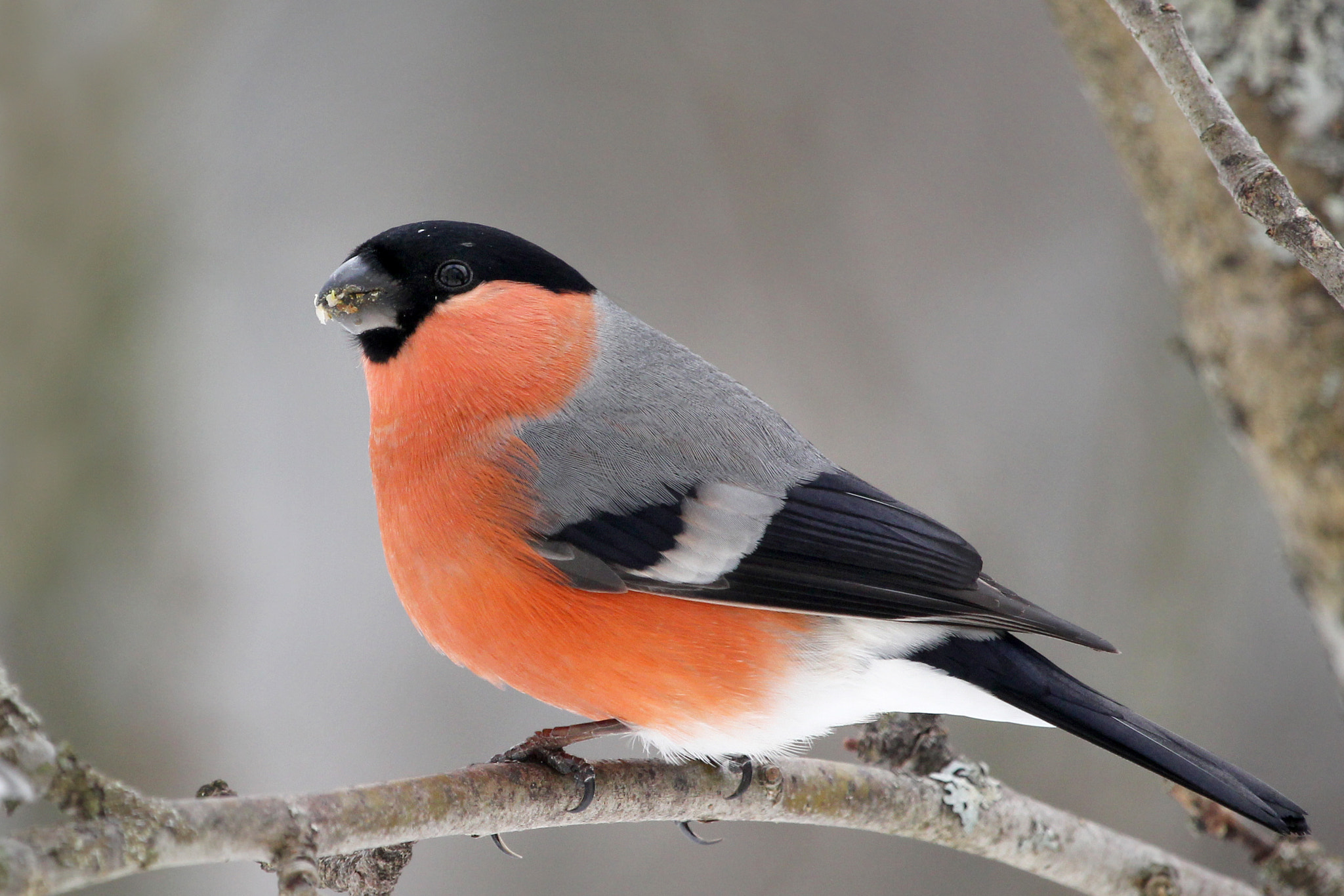 Canon EF 100-400mm F4.5-5.6L IS USM sample photo. Male bullfinch photography