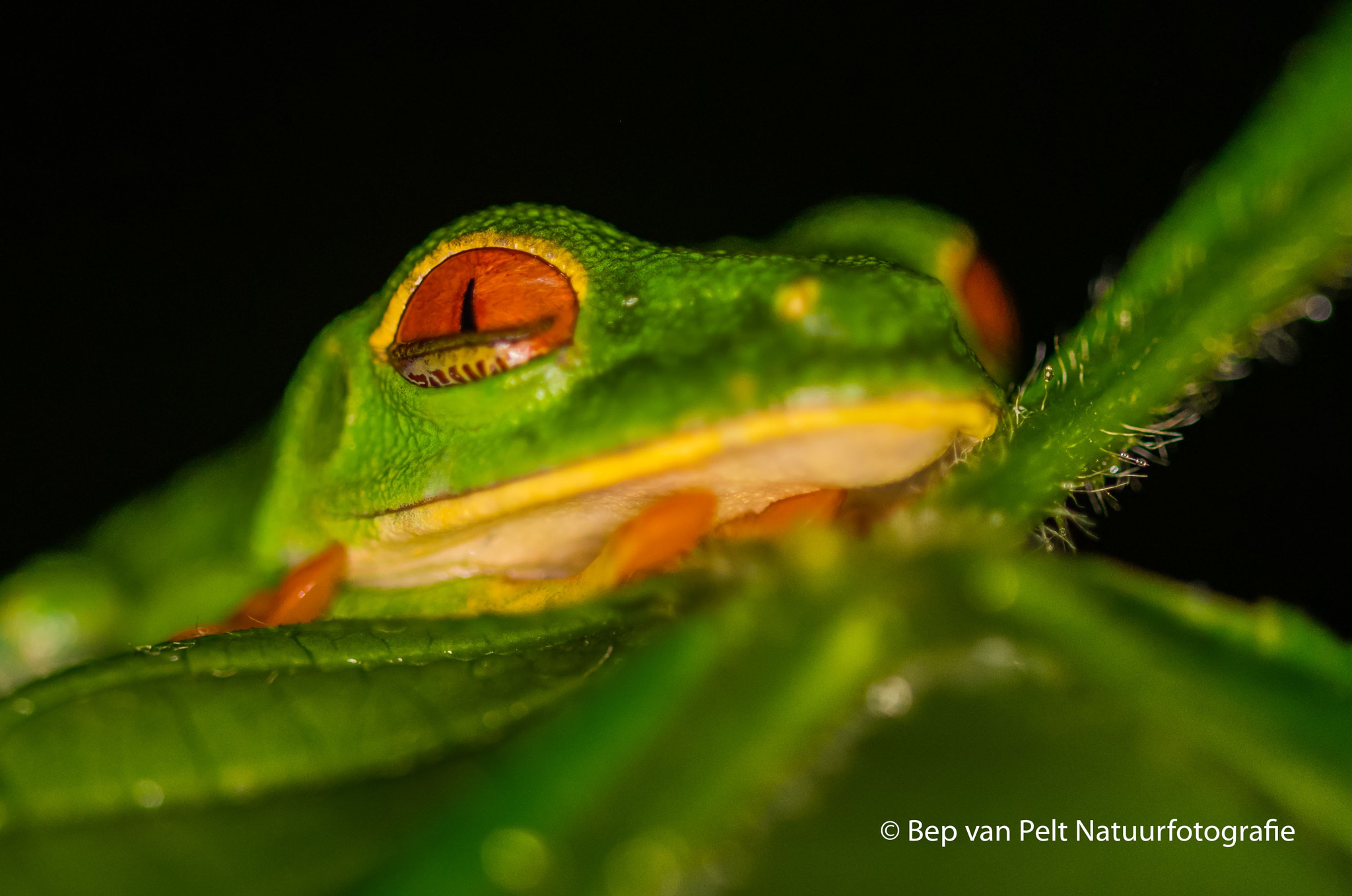 Sigma 105mm F2.8 EX DG OS HSM sample photo. Awakening red-eyed treefrog photography