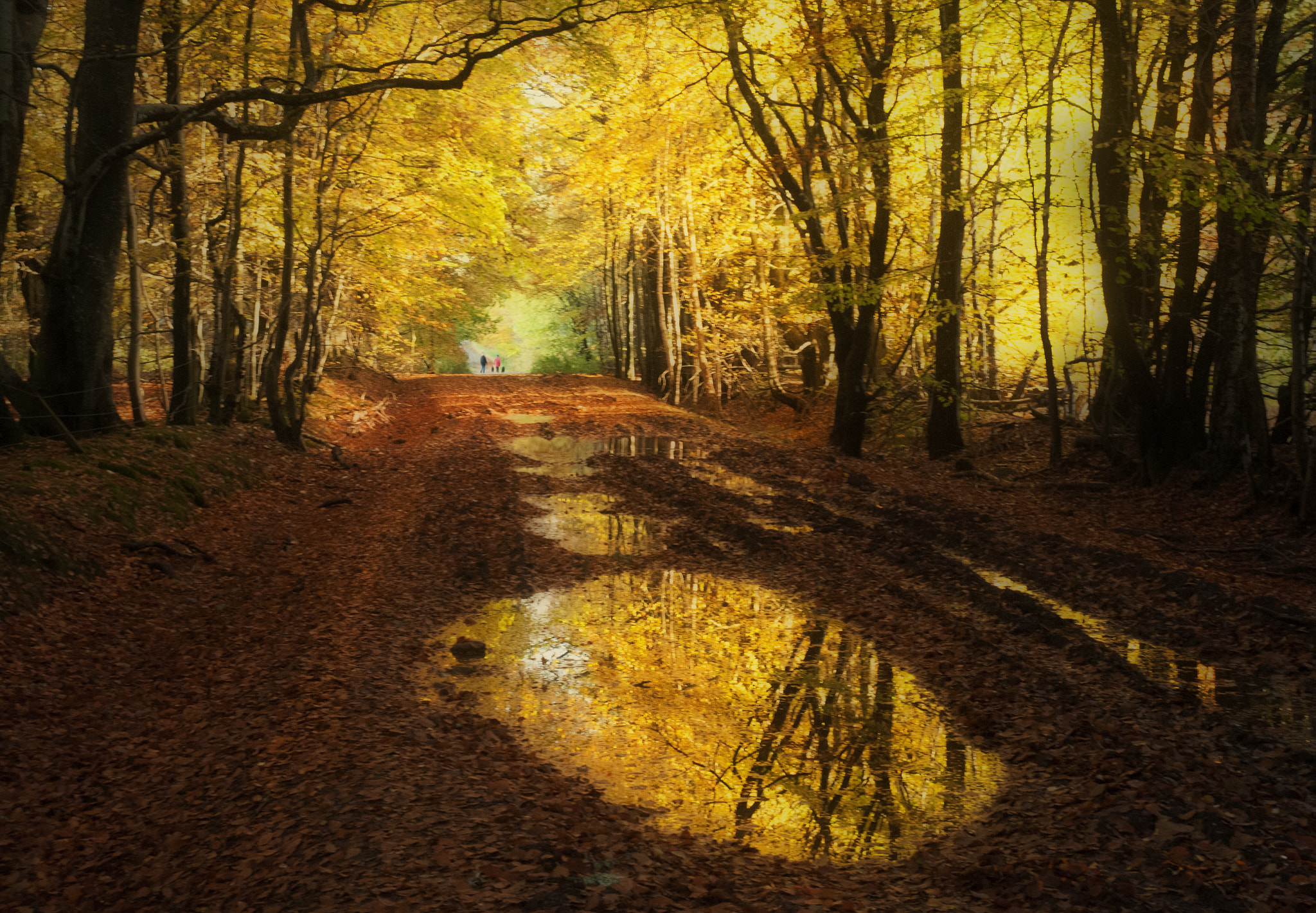 Nikon D300 sample photo. Through the woods photography