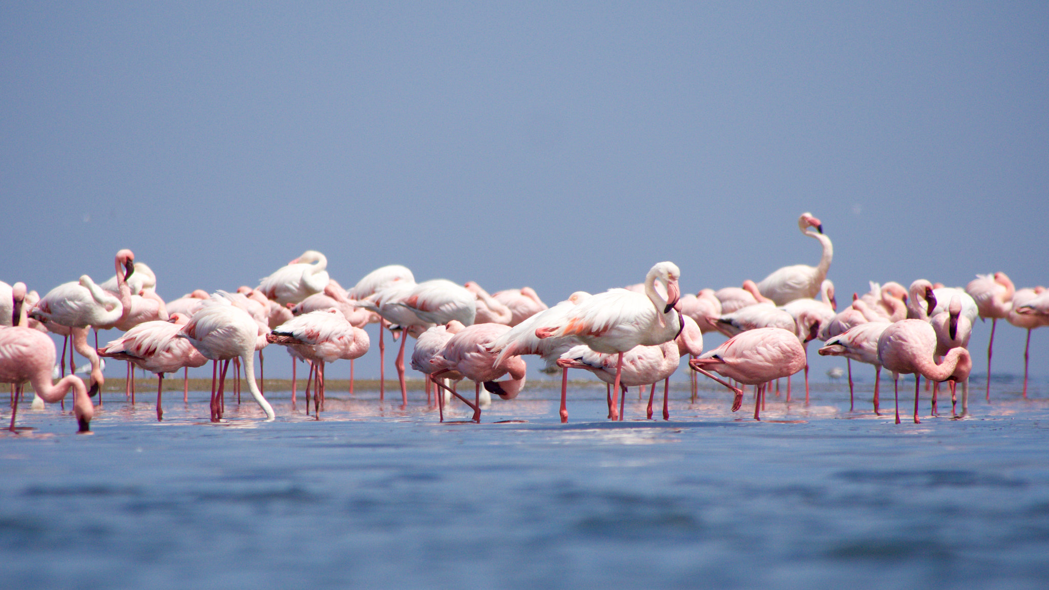 Panasonic Lumix DMC-GH4 sample photo. Flamingo photography
