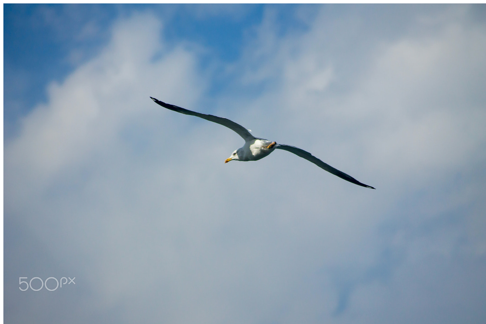 Canon EF 55-200mm F4.5-5.6 II USM sample photo. Seagull photography