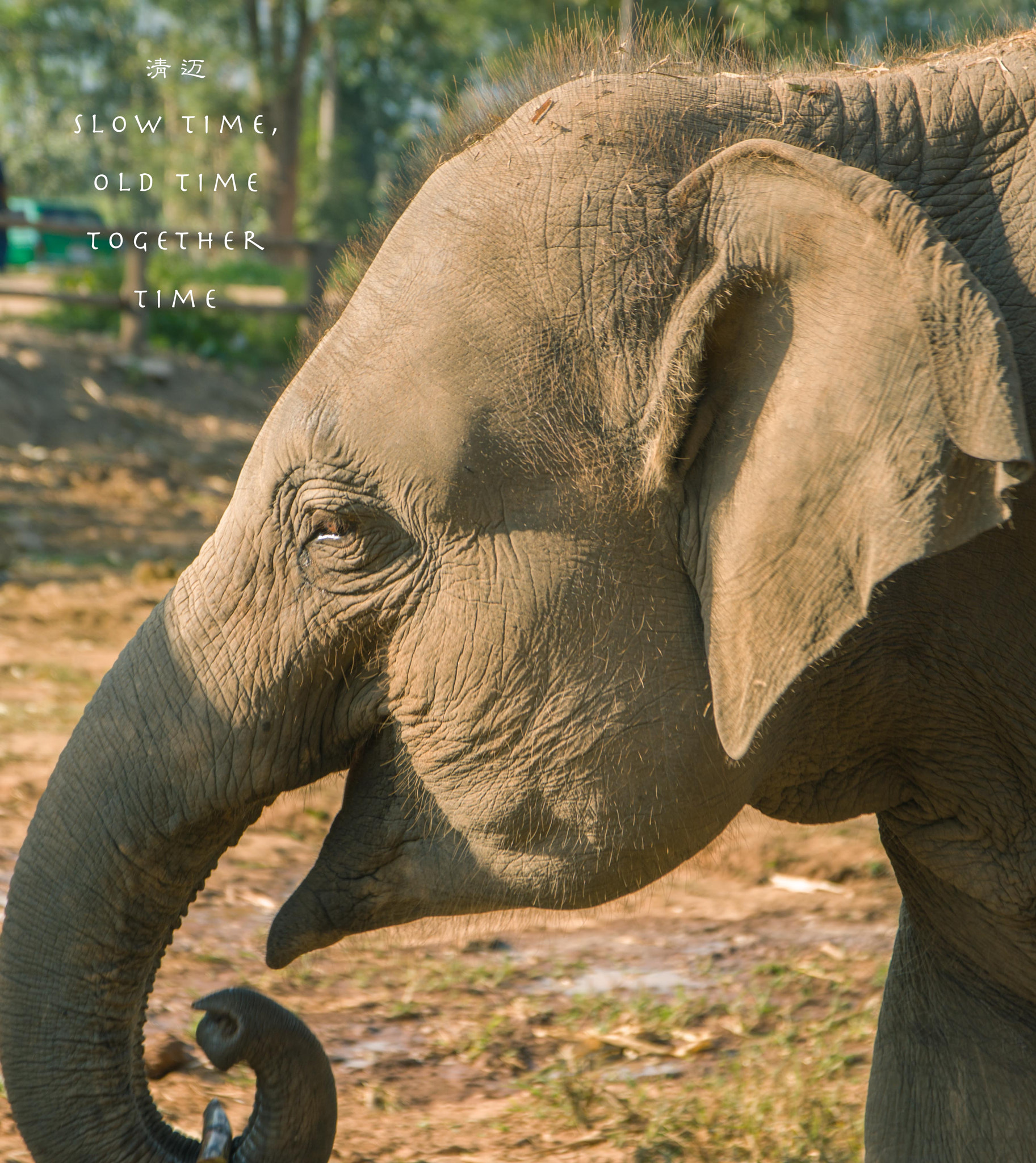 Nikon D3200 + Sigma 17-70mm F2.8-4 DC Macro OS HSM | C sample photo. 美旺大象营，这个号称大象生活比较快乐的地方，还是看到了象夫敲打大象脑袋的画面，也只有在喂食大象的时刻，才能找到些许安慰。 photography