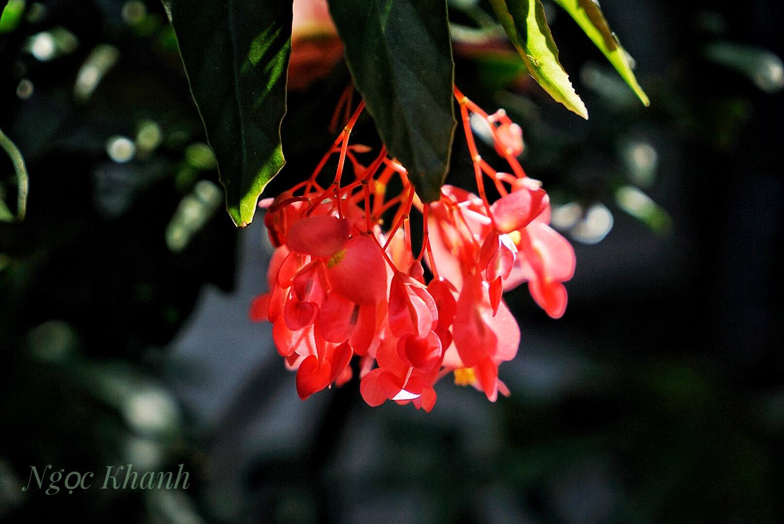 Sony a7 II sample photo. Spring flower - hoa thu hải Đường photography