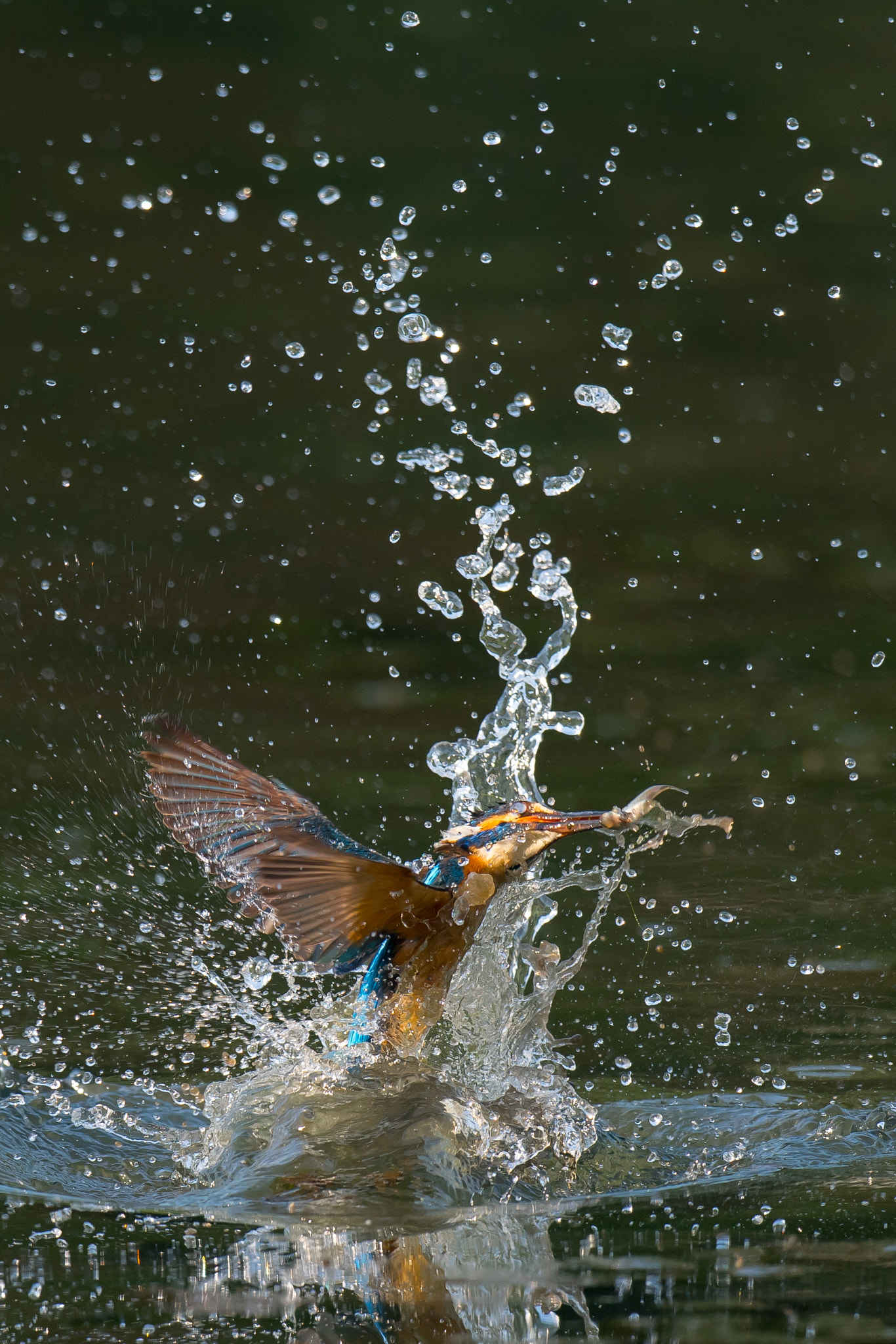 Nikon AF-S Nikkor 800mm F5.6E FL ED VR sample photo. Kingfisher photography