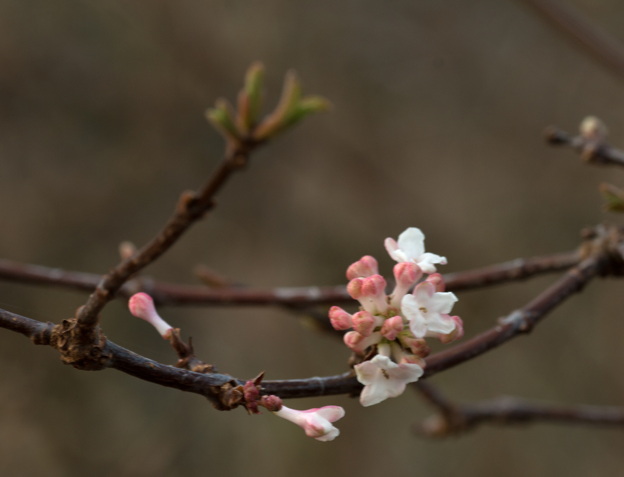 Canon EOS 70D + Canon EF 135mm F2L USM sample photo. Early spring photography