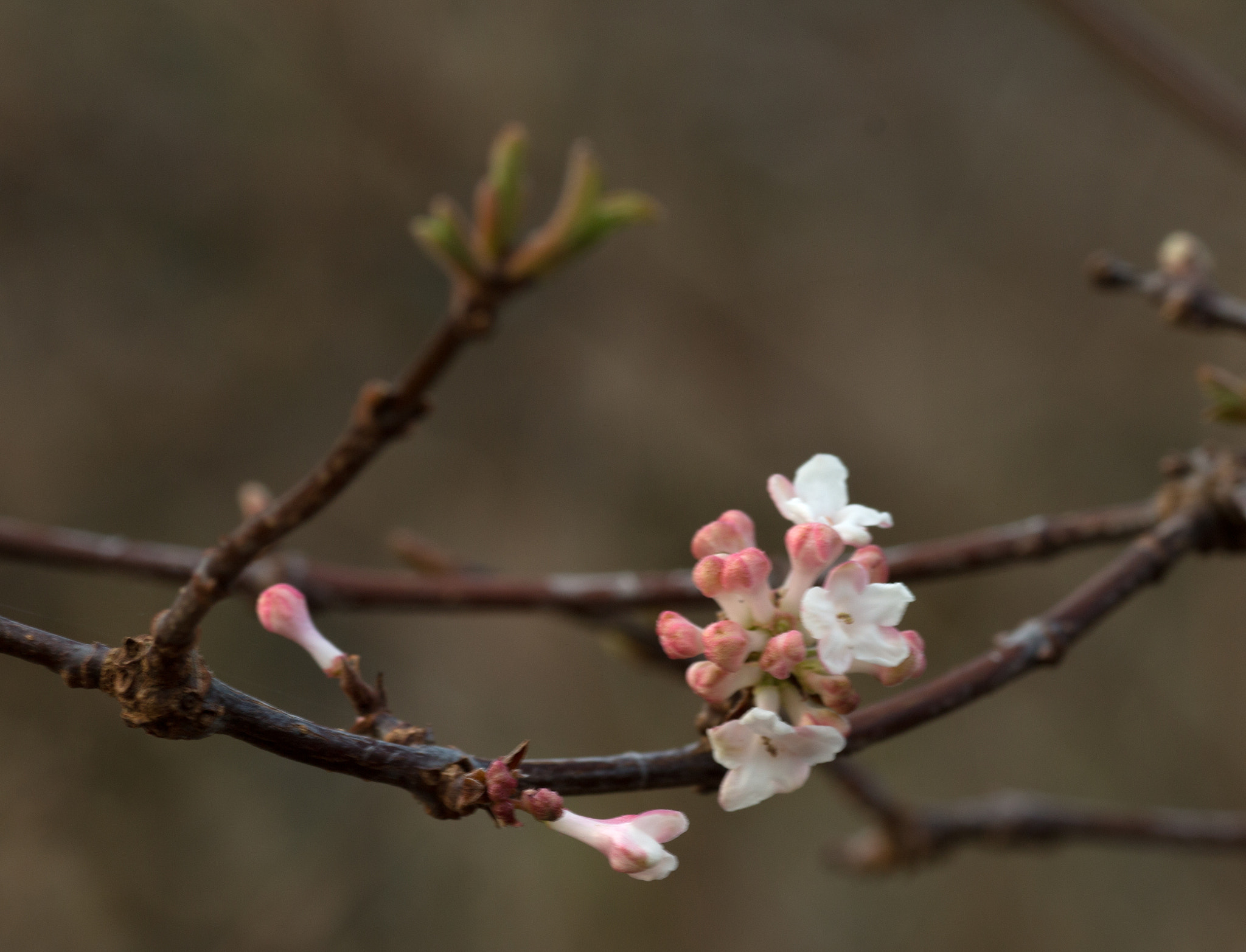 Canon EOS 70D sample photo. Early spring photography