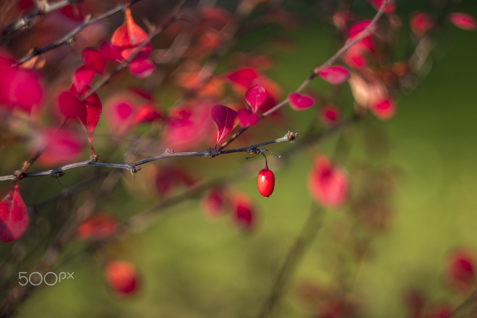Canon EF 35-80mm f/4-5.6 sample photo. Berry photography