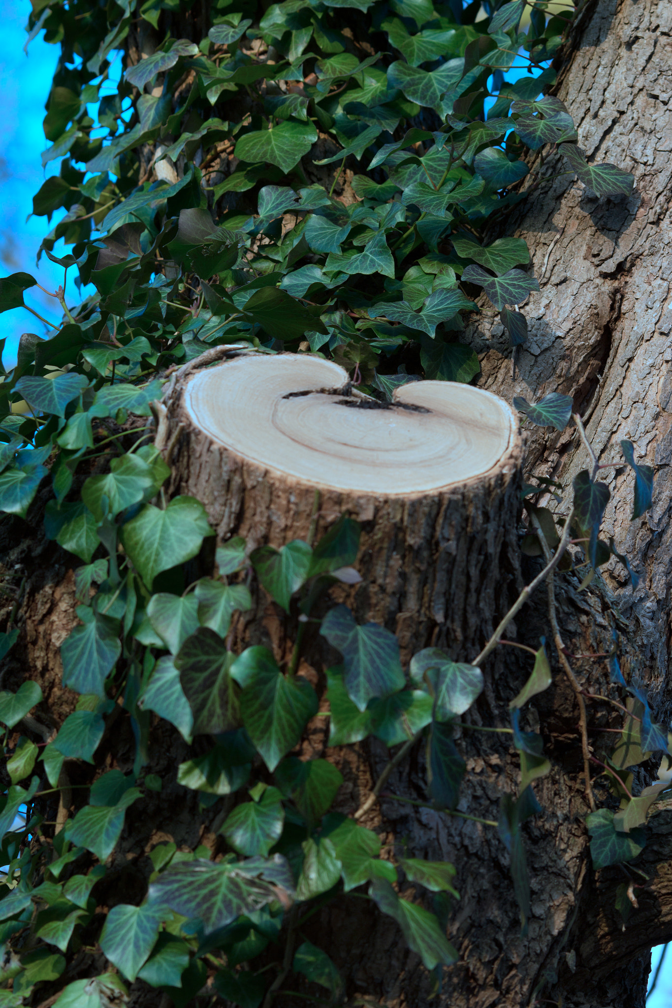 Canon EOS 70D + Canon EF 135mm F2L USM sample photo. Tree stump photography