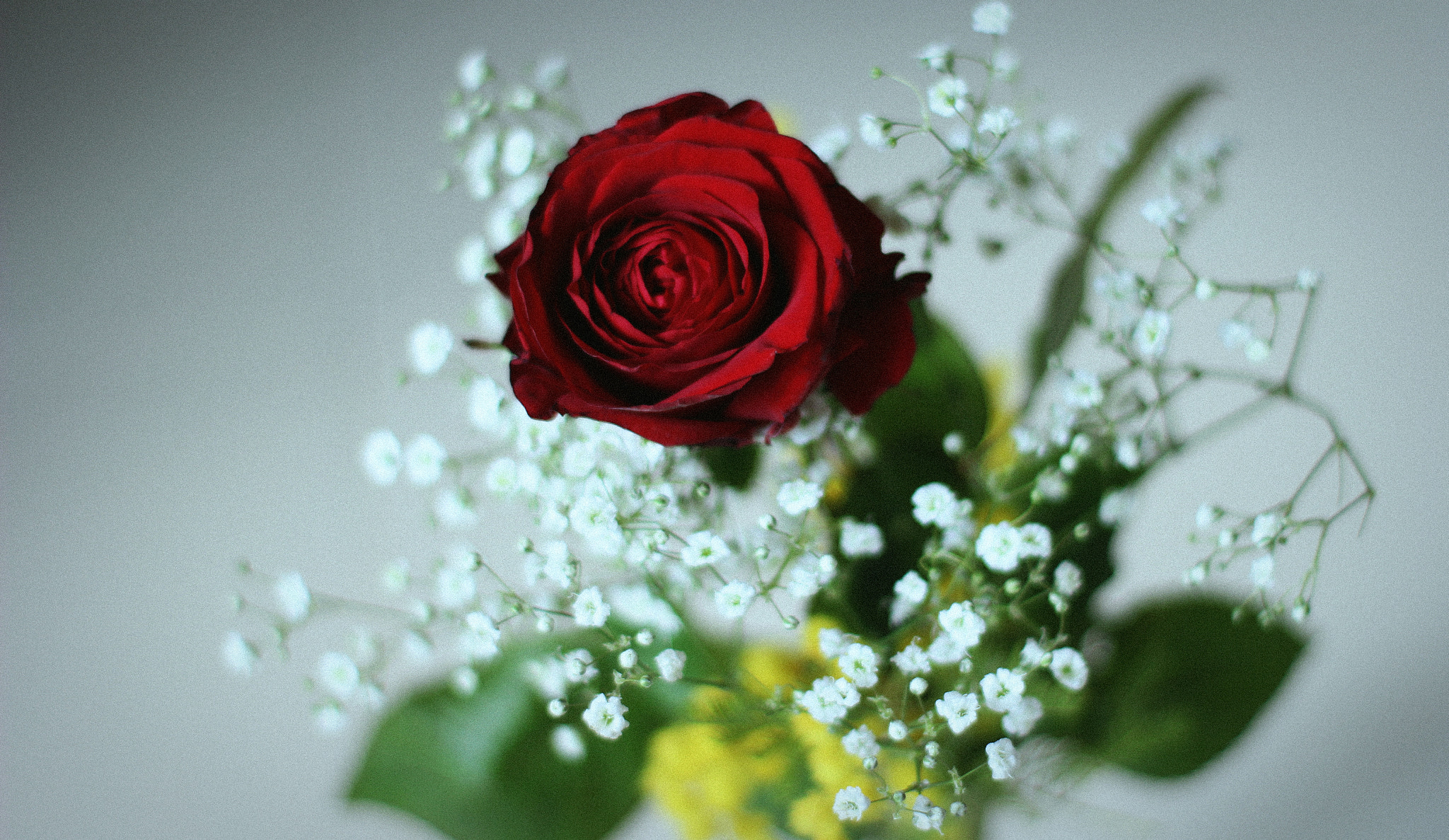 Canon 50mm sample photo. Valentine photography