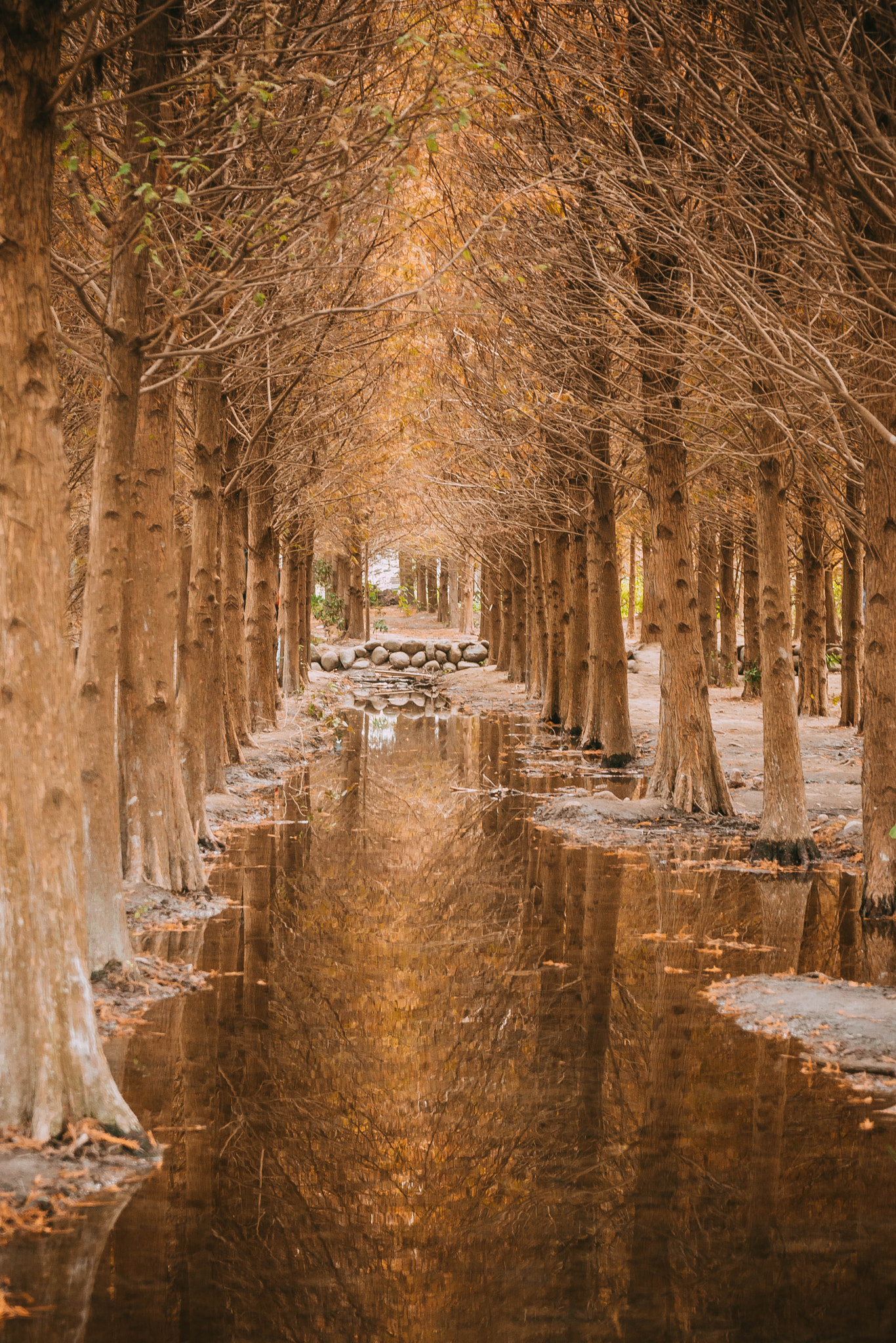 Sony a6000 sample photo. Taxodium distichum photography