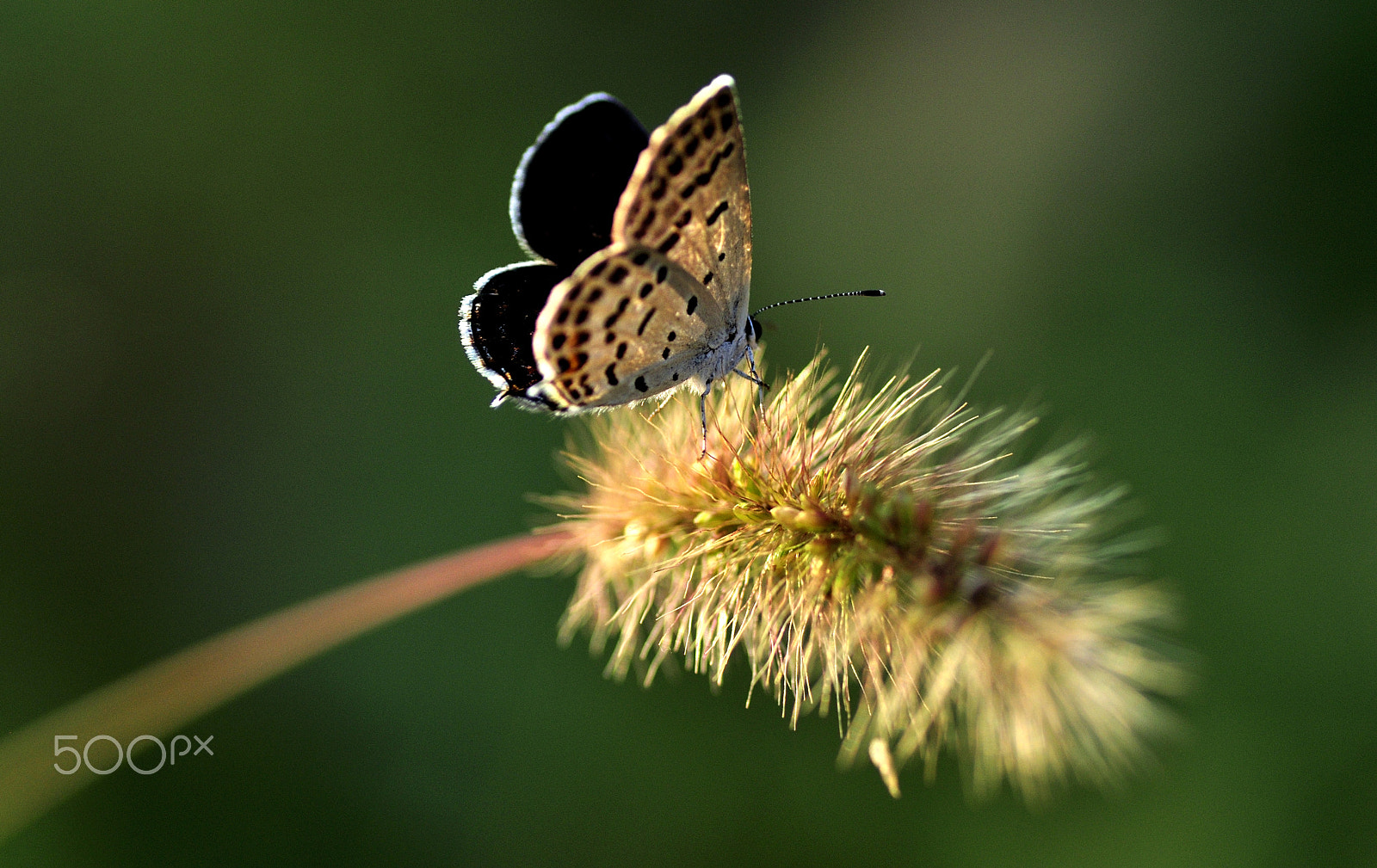 Nikon D90 sample photo. Butterfly on the green bristlegrass photography