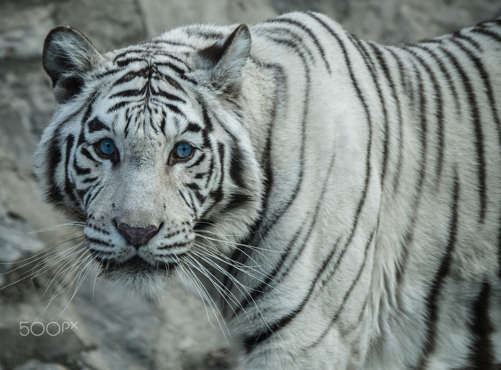 Sony a6000 sample photo. White tiger photography
