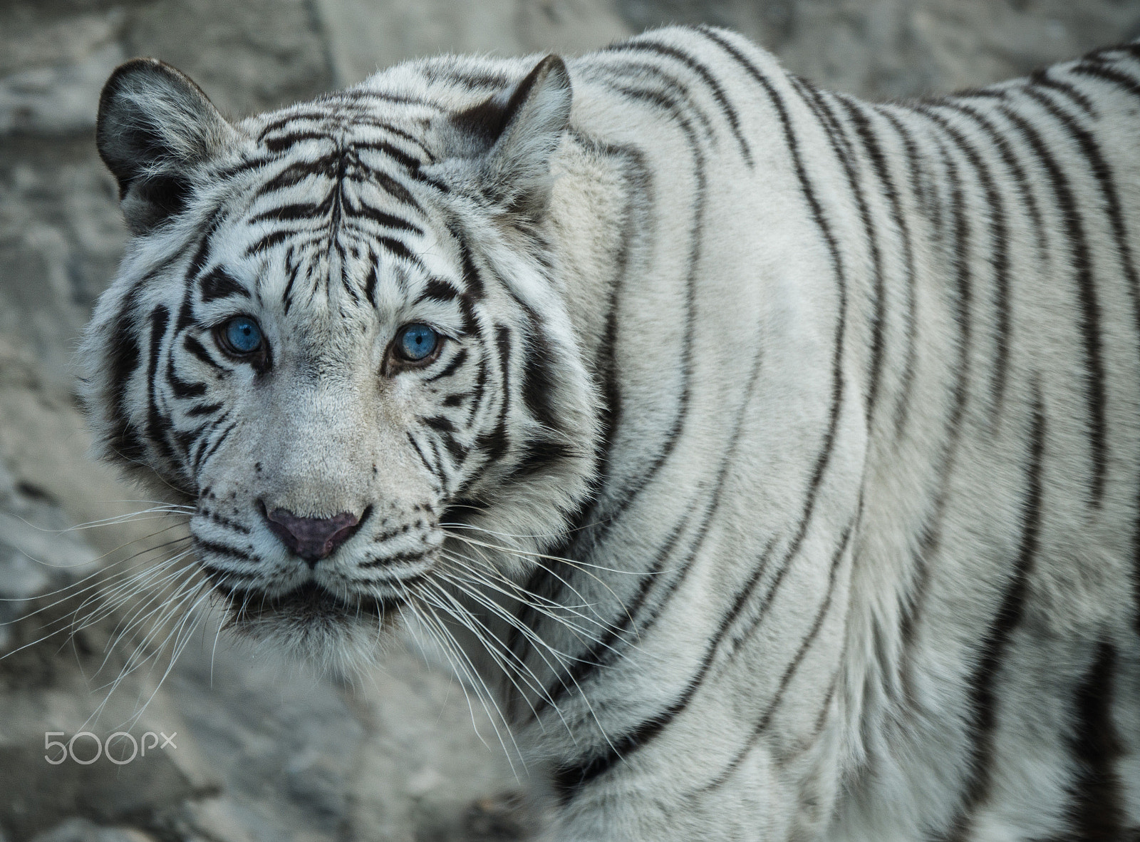 Sony a6000 + Sony FE 70-200mm F4 G OSS sample photo. White tiger photography
