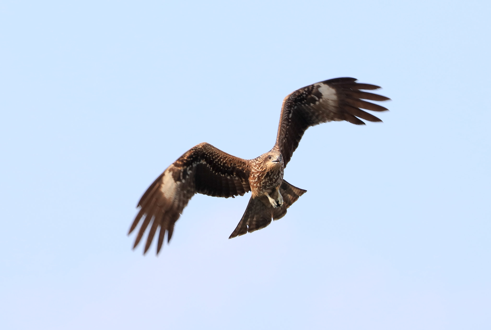 Canon EOS 5DS sample photo. Black kite photography