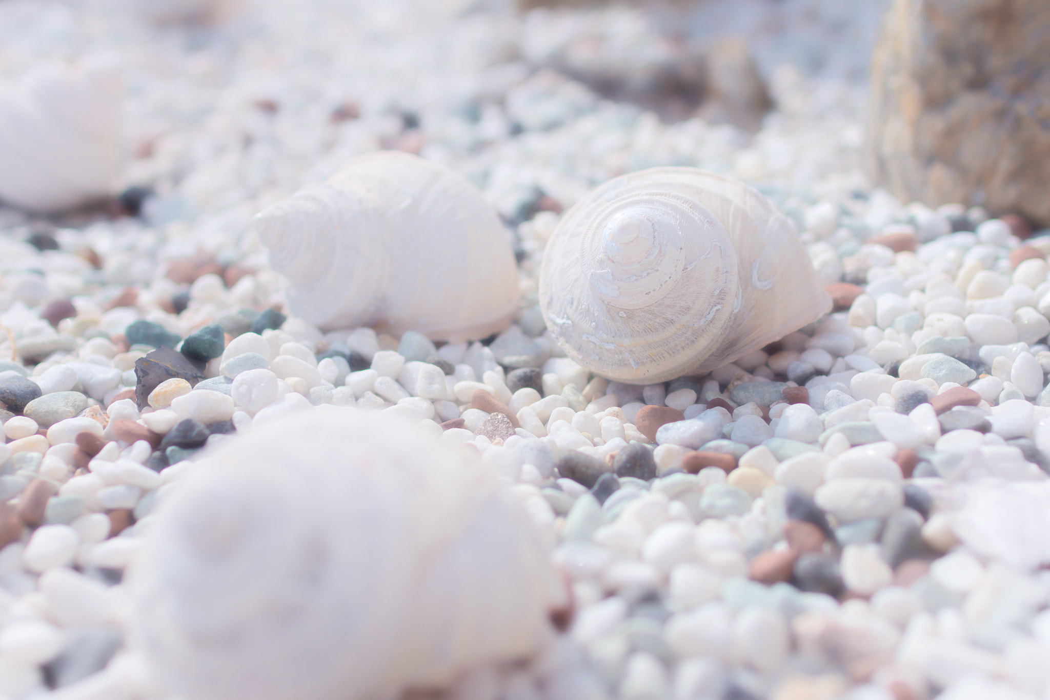 Nikon D7200 sample photo. A nap of shells photography