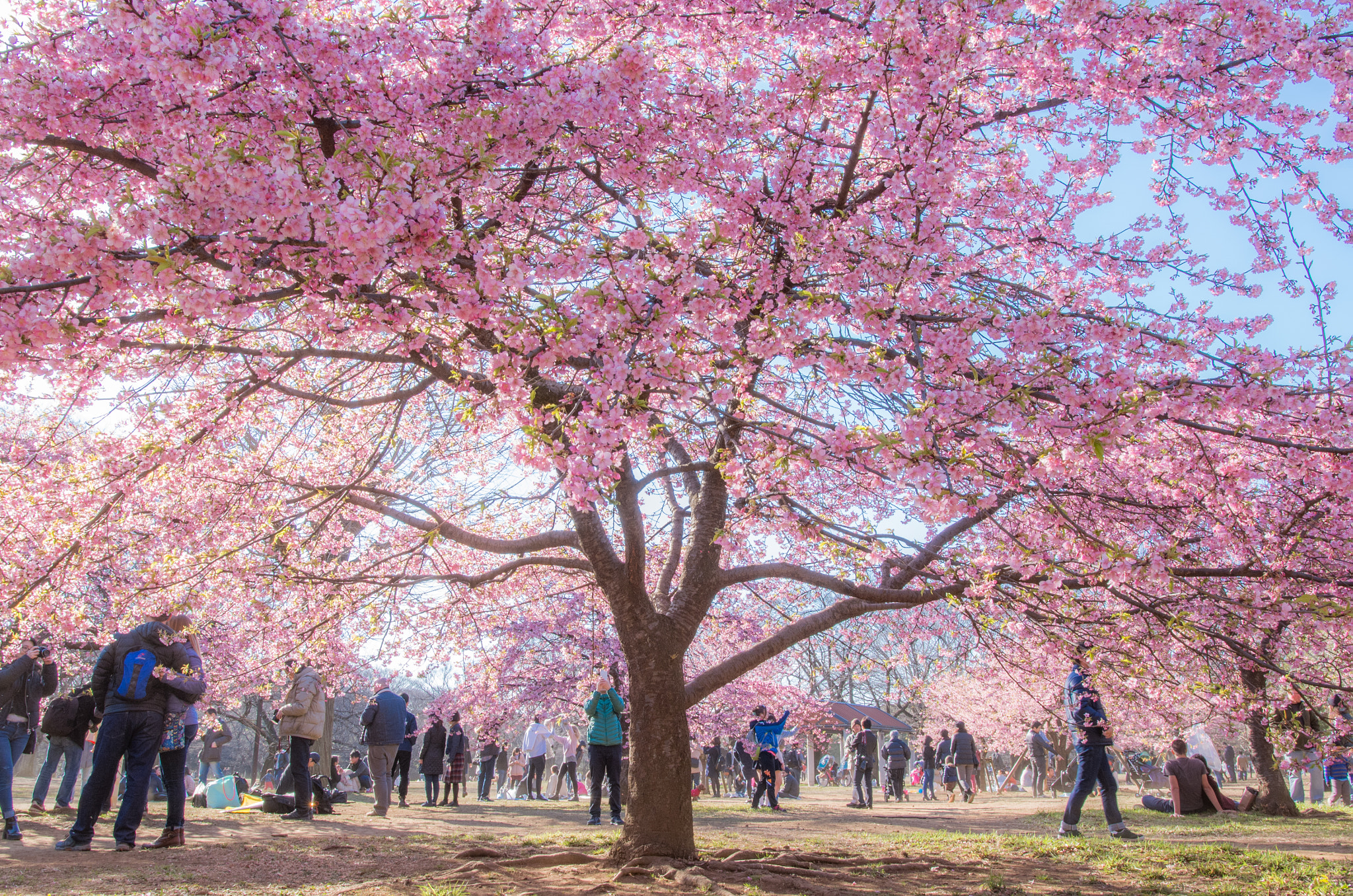 Pentax K-5 IIs sample photo. Cherry blossoms photography
