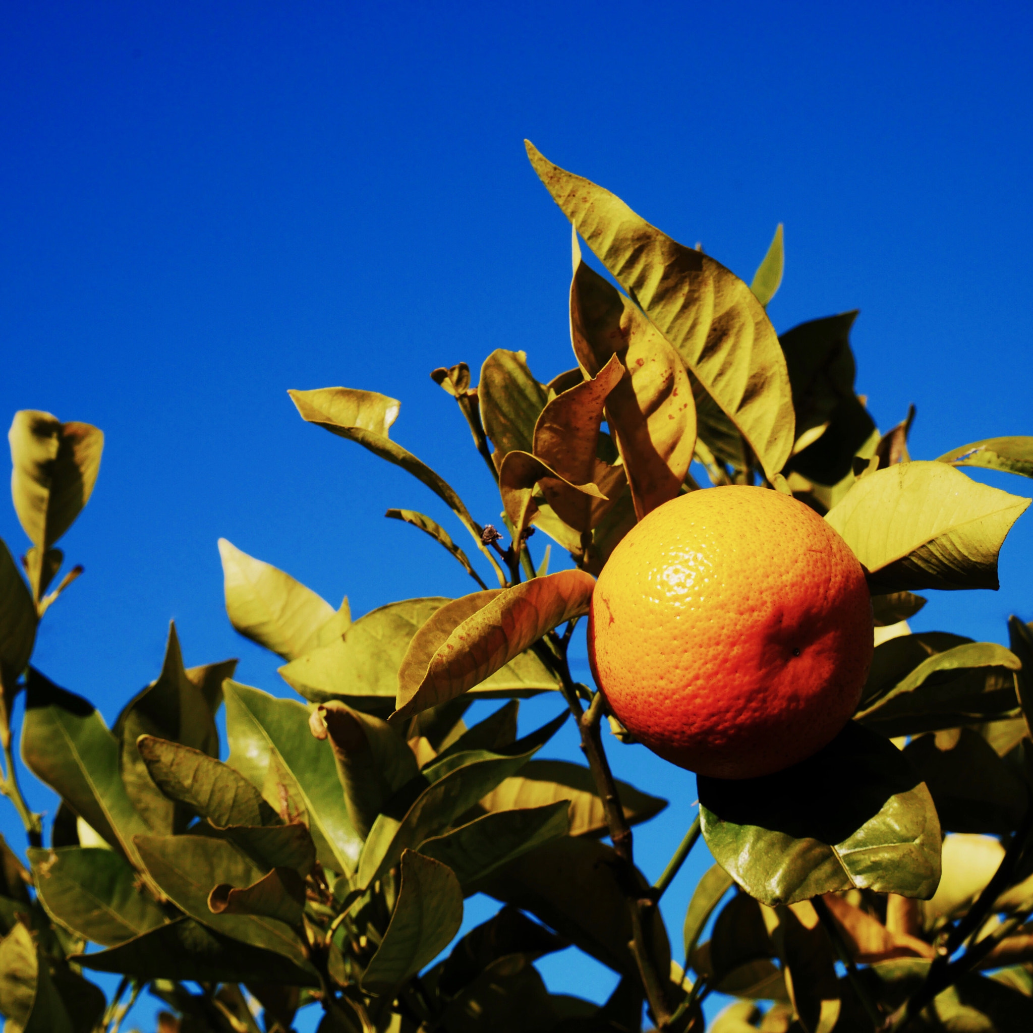 Panasonic Lumix DMC-GX85 (Lumix DMC-GX80 / Lumix DMC-GX7 Mark II) sample photo. 蜜柑 satsuma photography