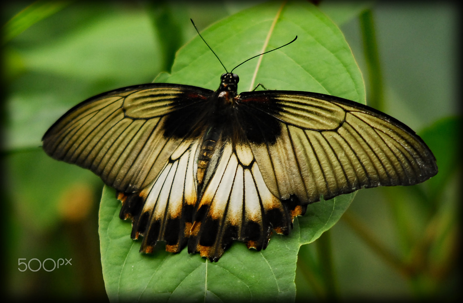 AF Zoom-Nikkor 35-135mm f/3.5-4.5 N sample photo. Papillon photography