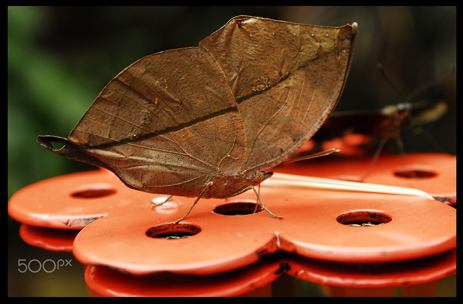 Nikon D200 sample photo. Papillon feuille photography