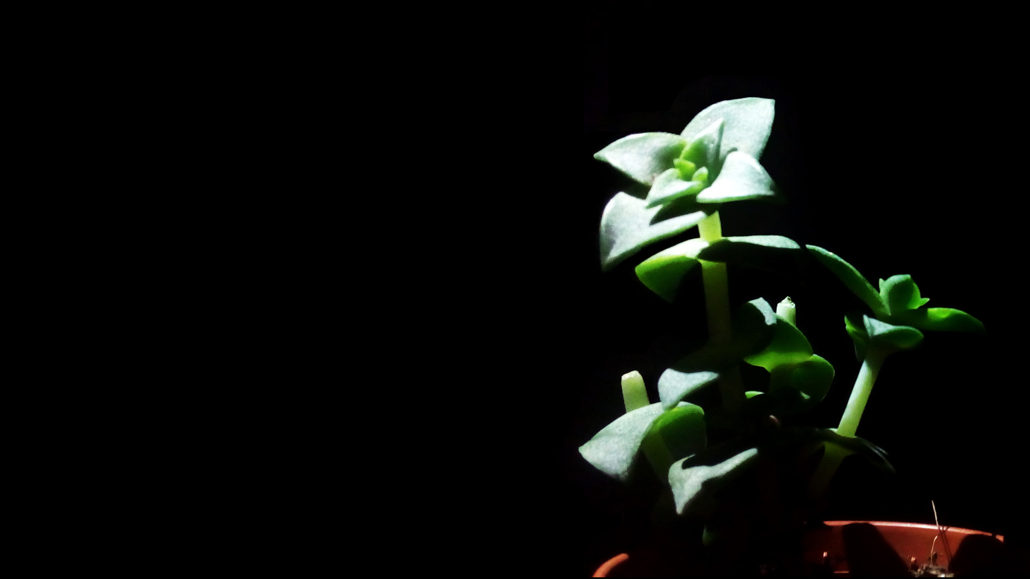 ASUS Zenfone Go (ASUS_Z00VD) sample photo. The plant photography