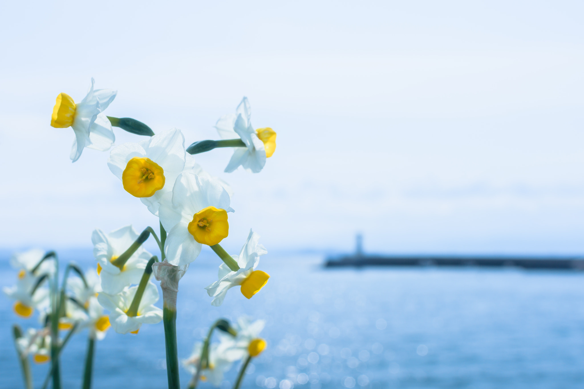 Nikon D7200 sample photo. Narcissus photography