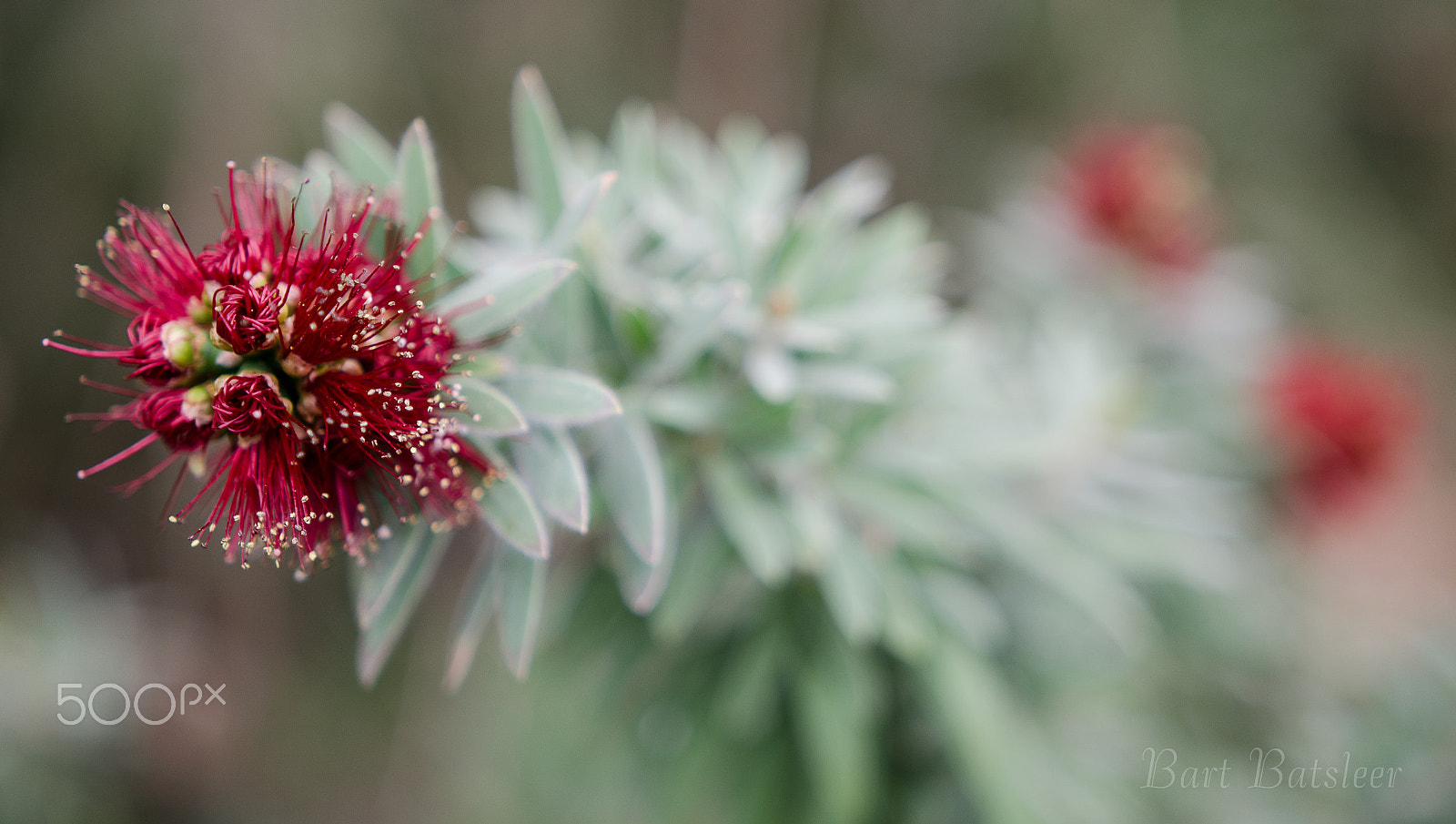 Nikon D7000 + Sigma 18-35mm F1.8 DC HSM Art sample photo. Flower and bokeh photography