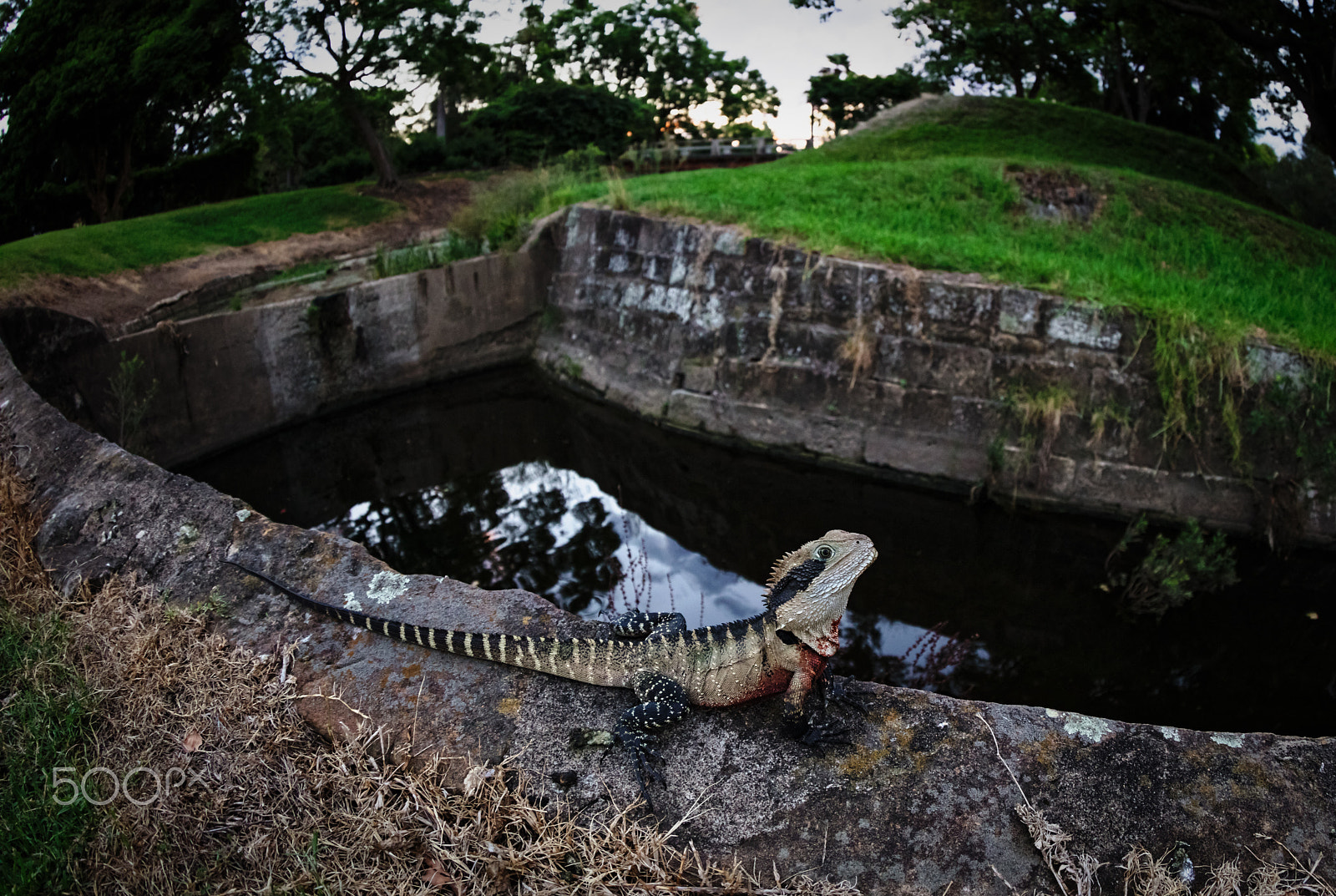 Canon EF 8-15mm F4L Fisheye USM sample photo. Basking dragon setting sun photography