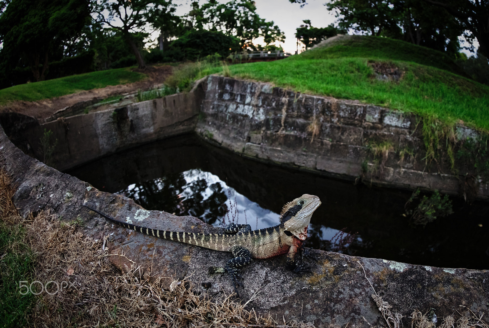 Canon EOS 5DS R + Canon EF 8-15mm F4L Fisheye USM sample photo. Basking dragon setting sun photography