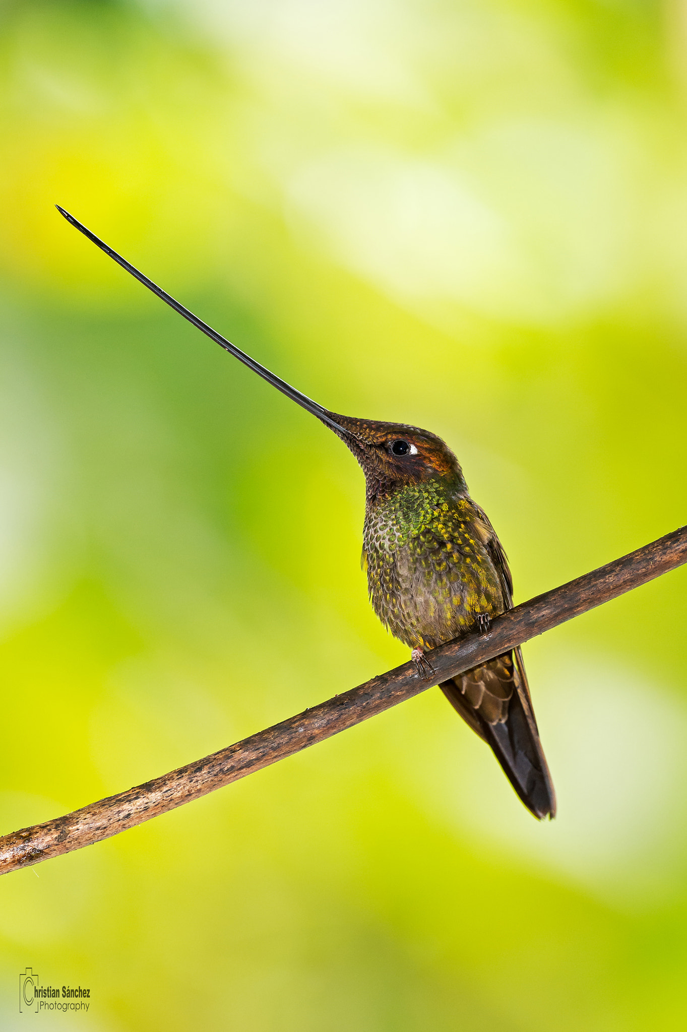 Nikon D4 sample photo. Sword-billed hummingbird photography
